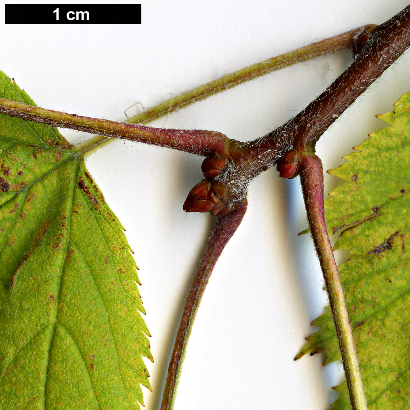 High resolution image: Family: Rosaceae - Genus: Crataegus - Taxon: pennsylvanica