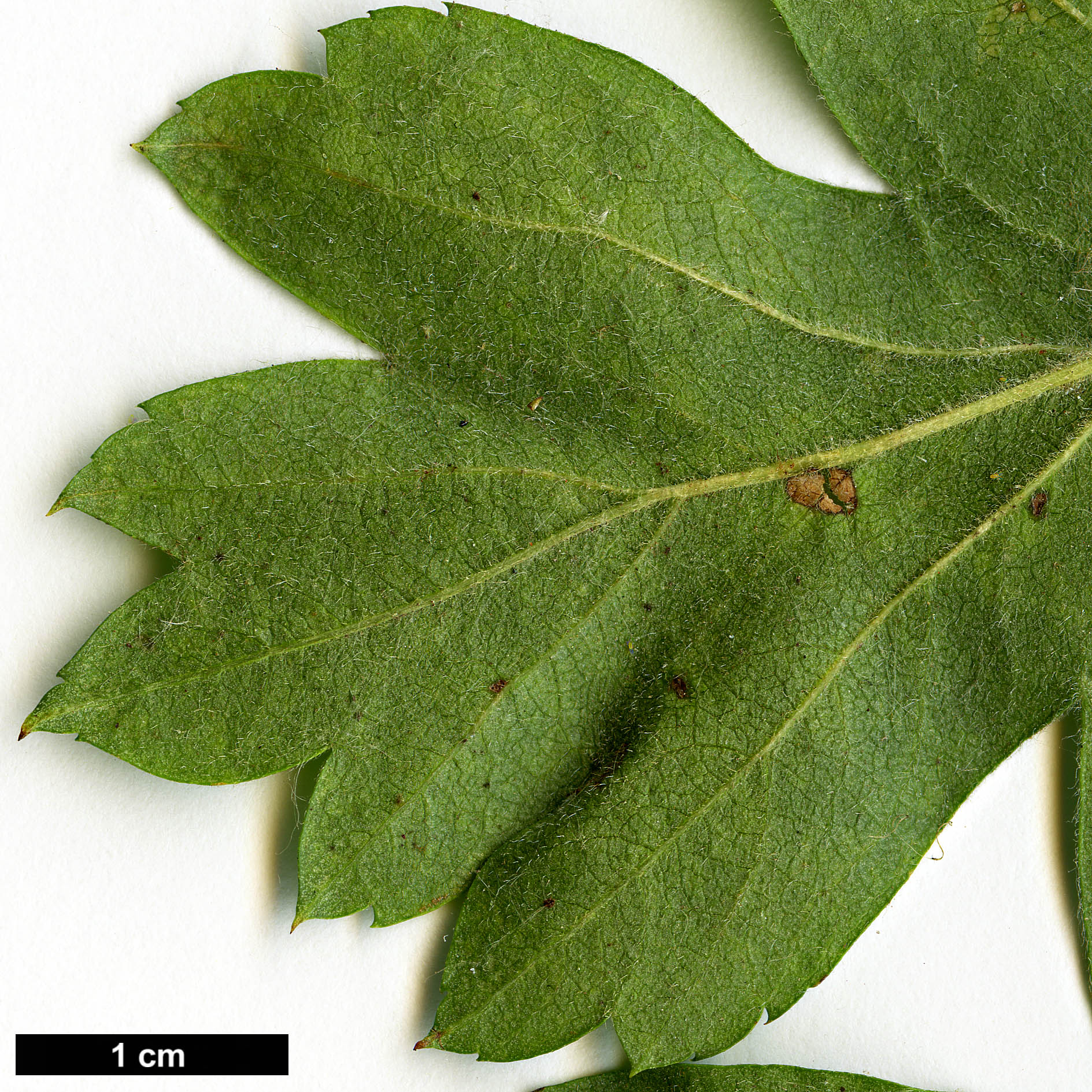 High resolution image: Family: Rosaceae - Genus: Crataegus - Taxon: pentagyna