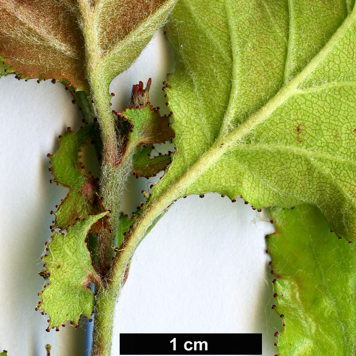 High resolution image: Family: Rosaceae - Genus: Crataegus - Taxon: pentasperma
