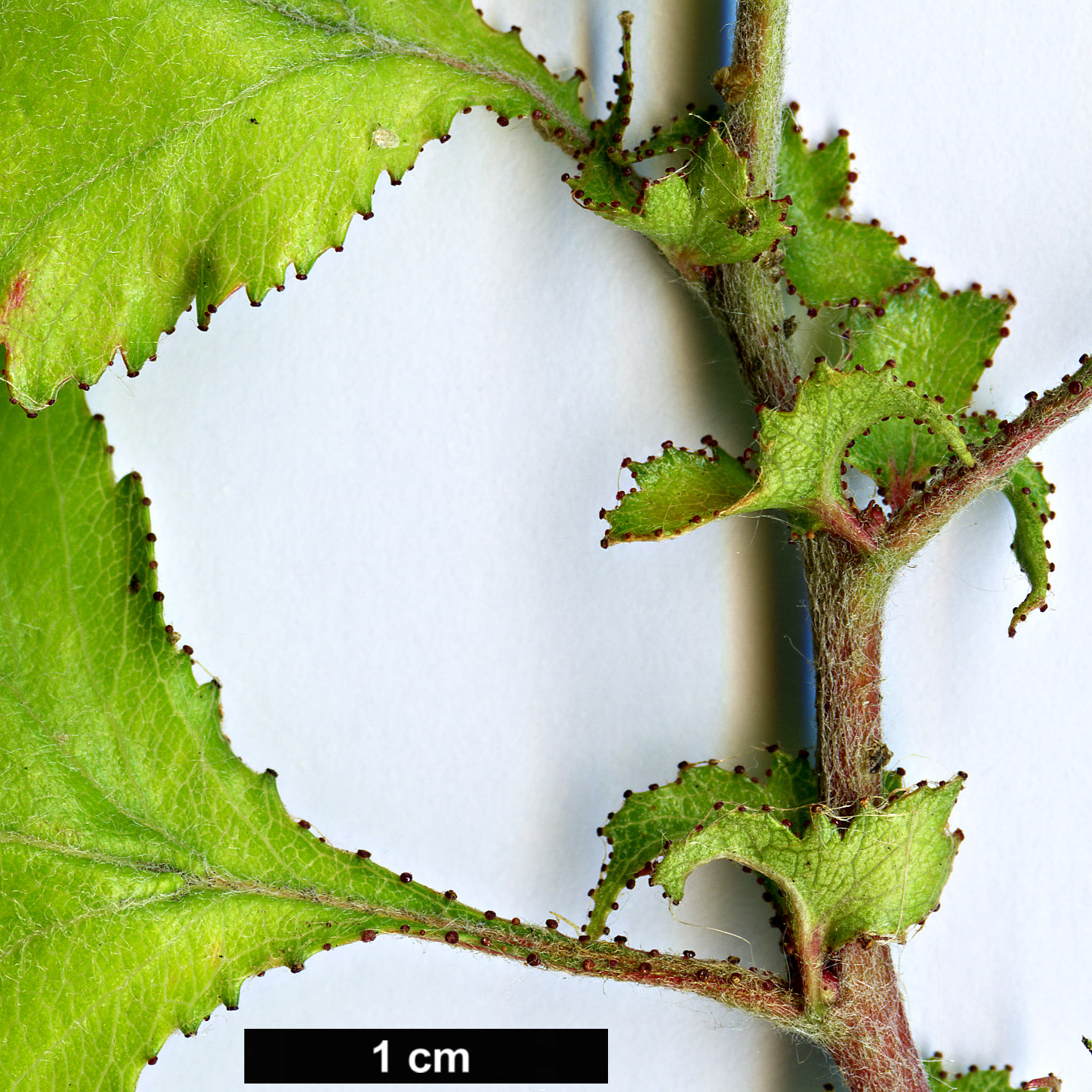 High resolution image: Family: Rosaceae - Genus: Crataegus - Taxon: pentasperma