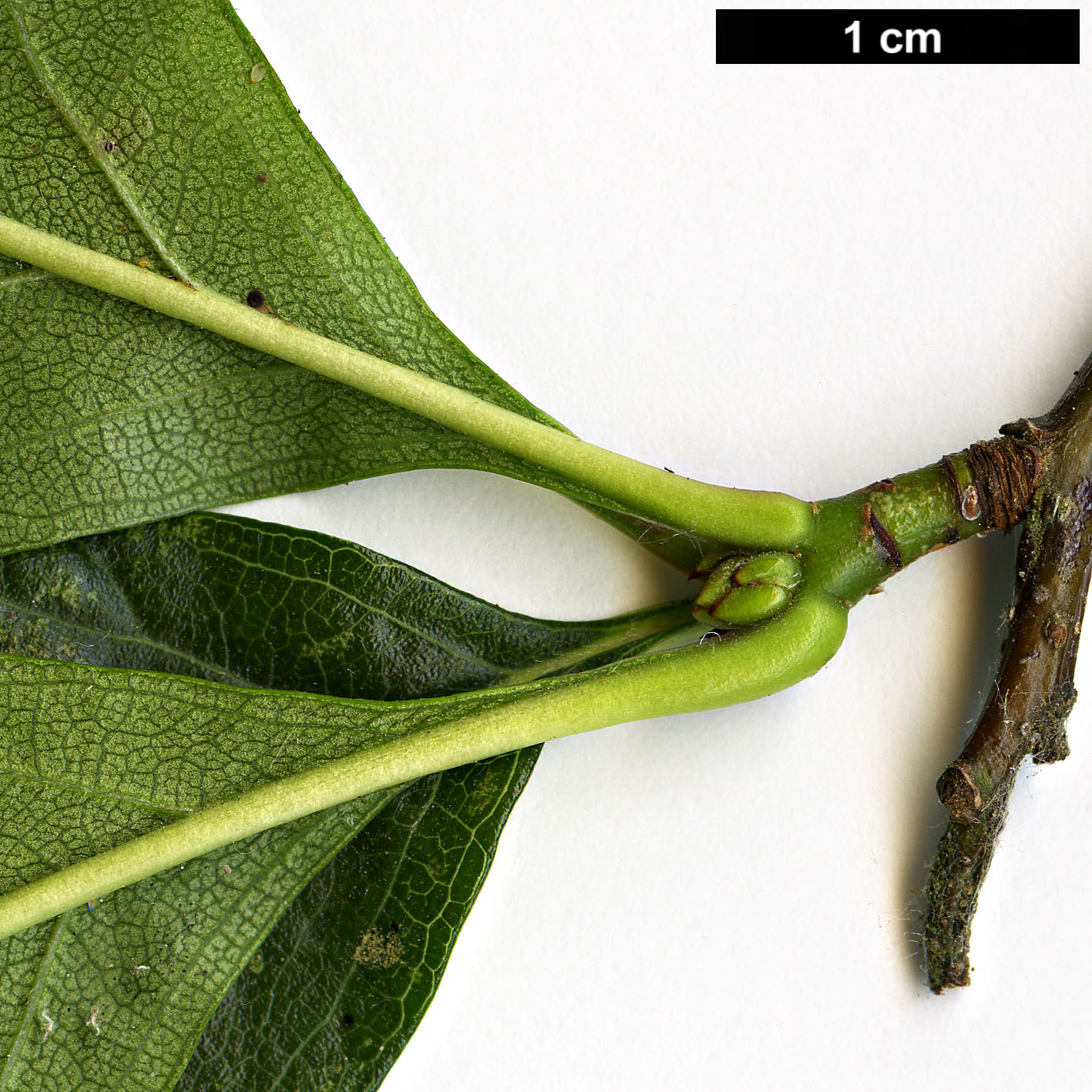 High resolution image: Family: Rosaceae - Genus: Crataegus - Taxon: persimilis - SpeciesSub: 'Splendens'