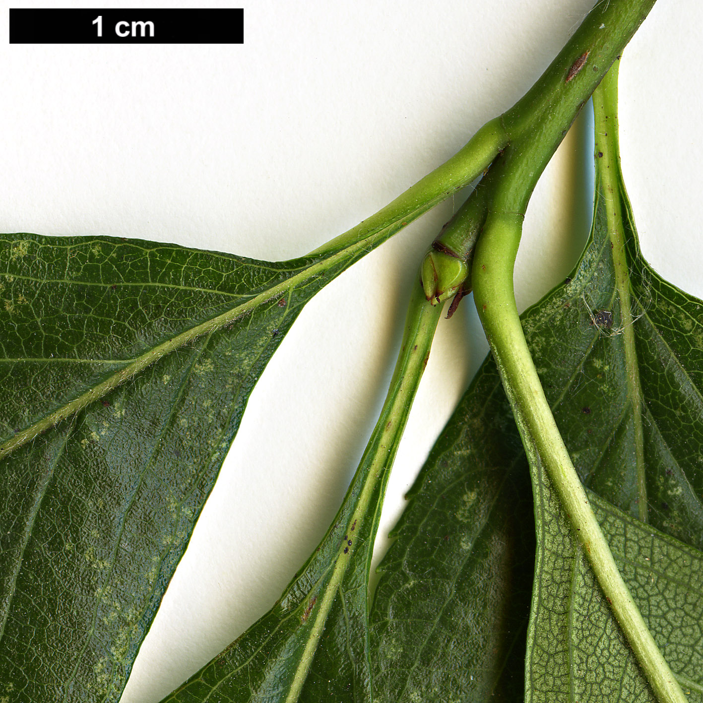 High resolution image: Family: Rosaceae - Genus: Crataegus - Taxon: persimilis - SpeciesSub: 'Splendens'