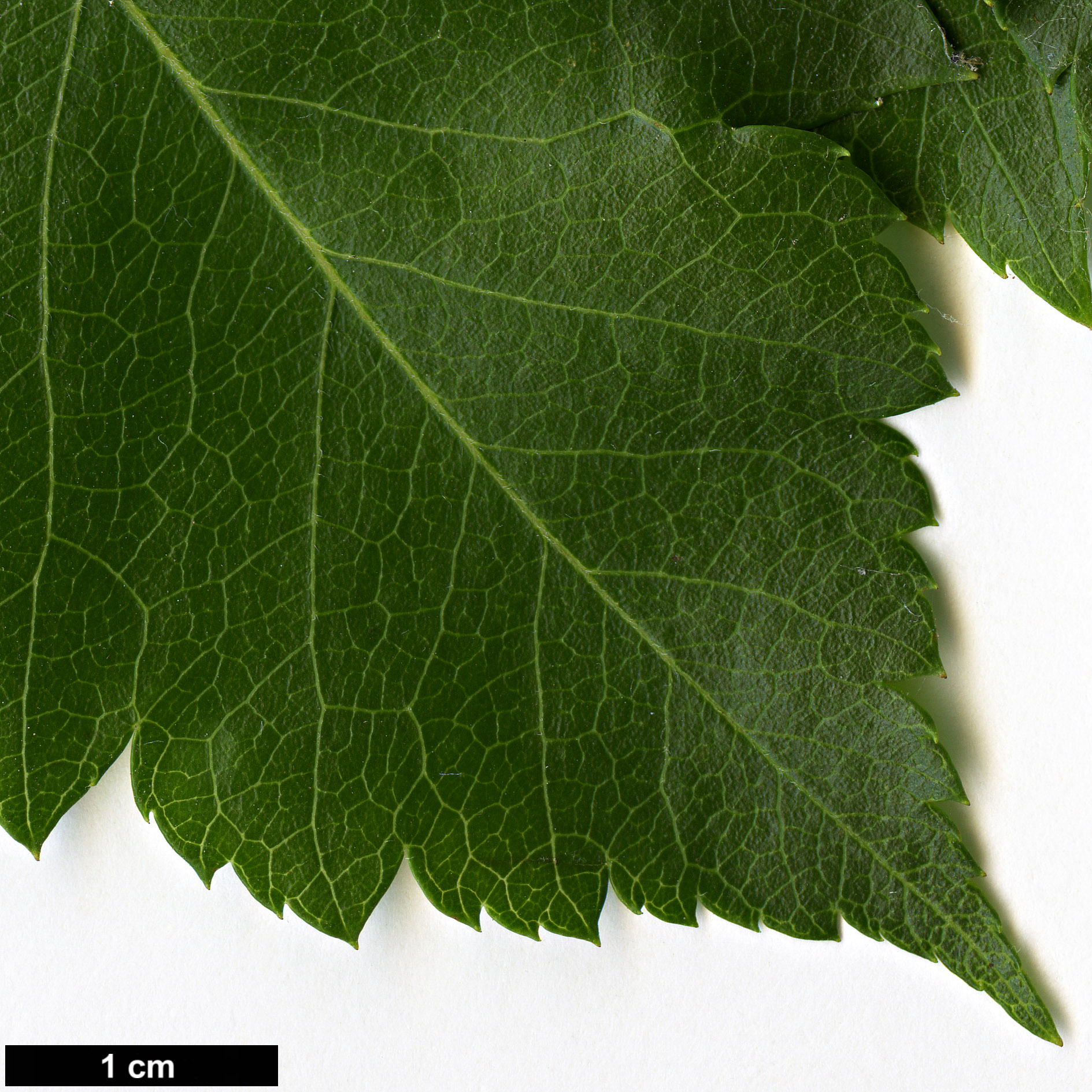 High resolution image: Family: Rosaceae - Genus: Crataegus - Taxon: phaenopyrum