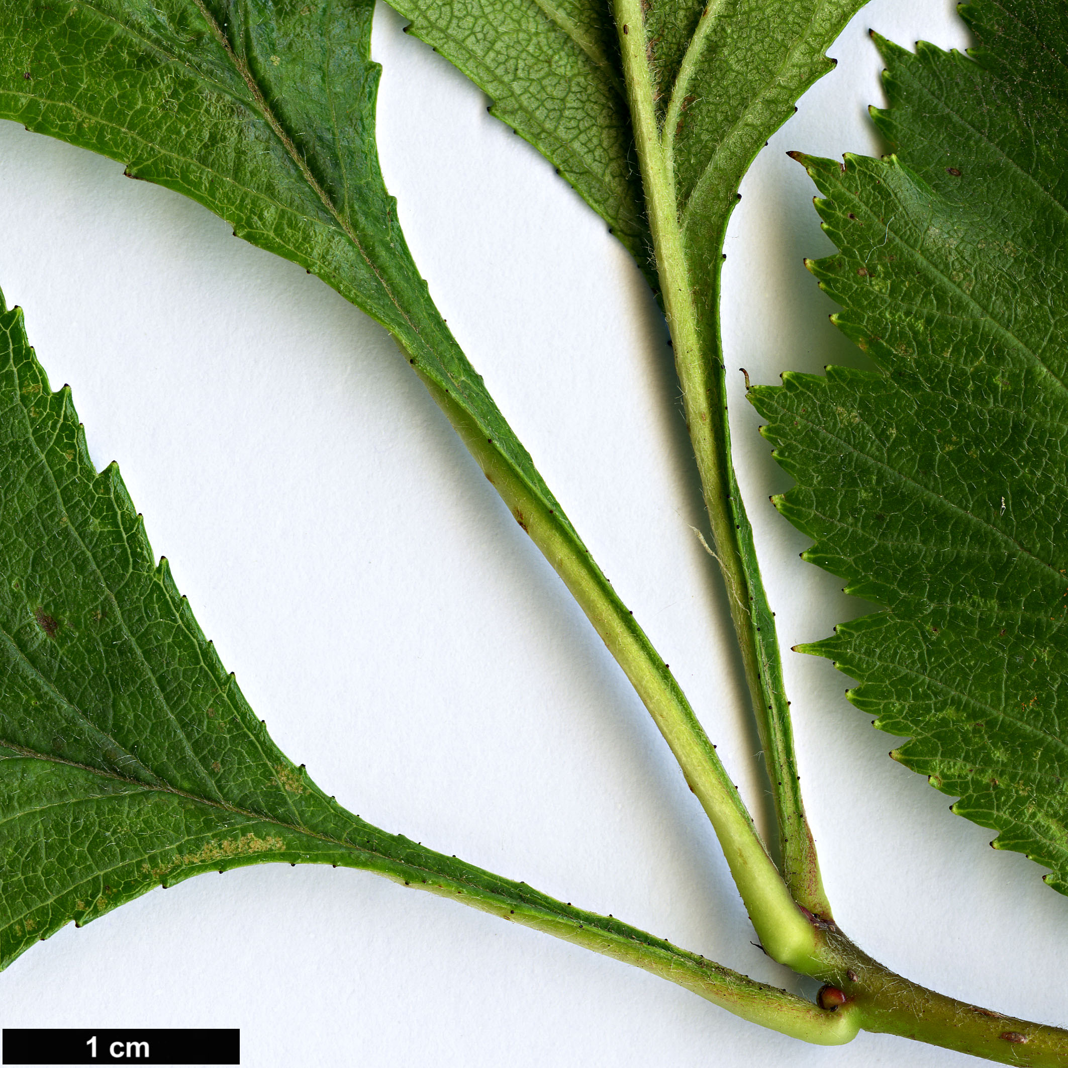 High resolution image: Family: Rosaceae - Genus: Crataegus - Taxon: phippsii
