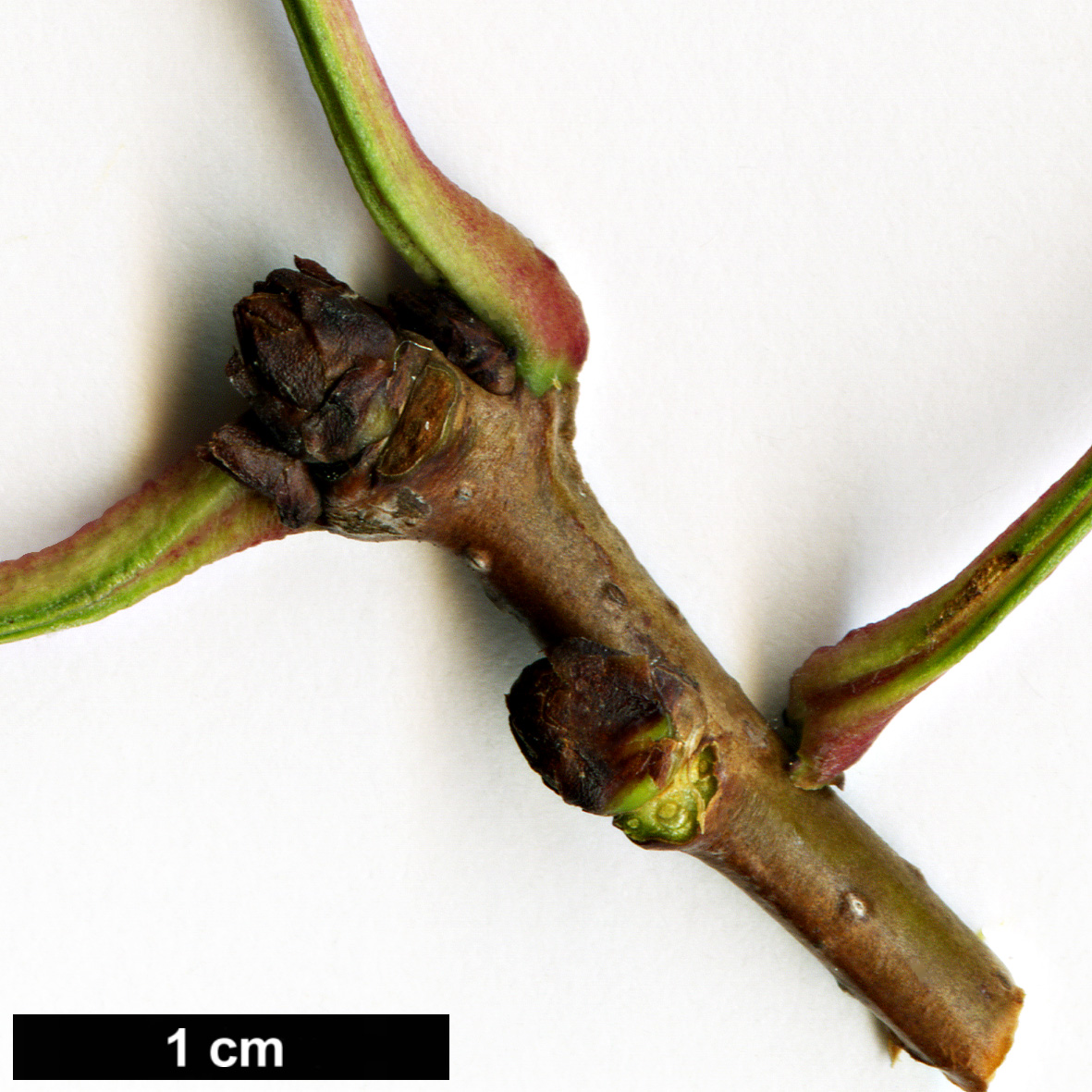 High resolution image: Family: Rosaceae - Genus: Crataegus - Taxon: pinnatifida