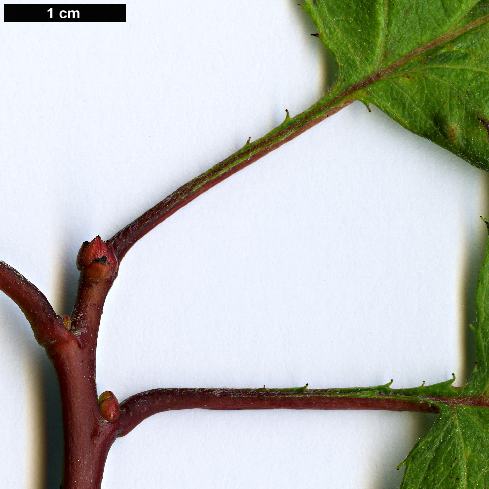 High resolution image: Family: Rosaceae - Genus: Crataegus - Taxon: pringlei