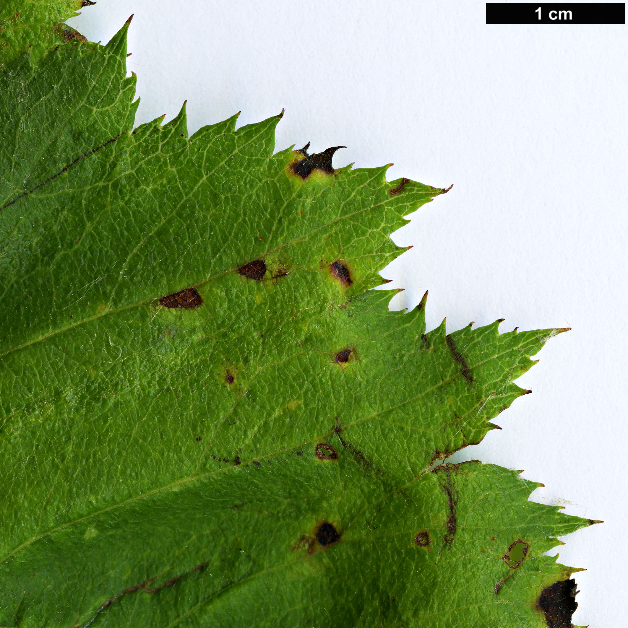 High resolution image: Family: Rosaceae - Genus: Crataegus - Taxon: pringlei