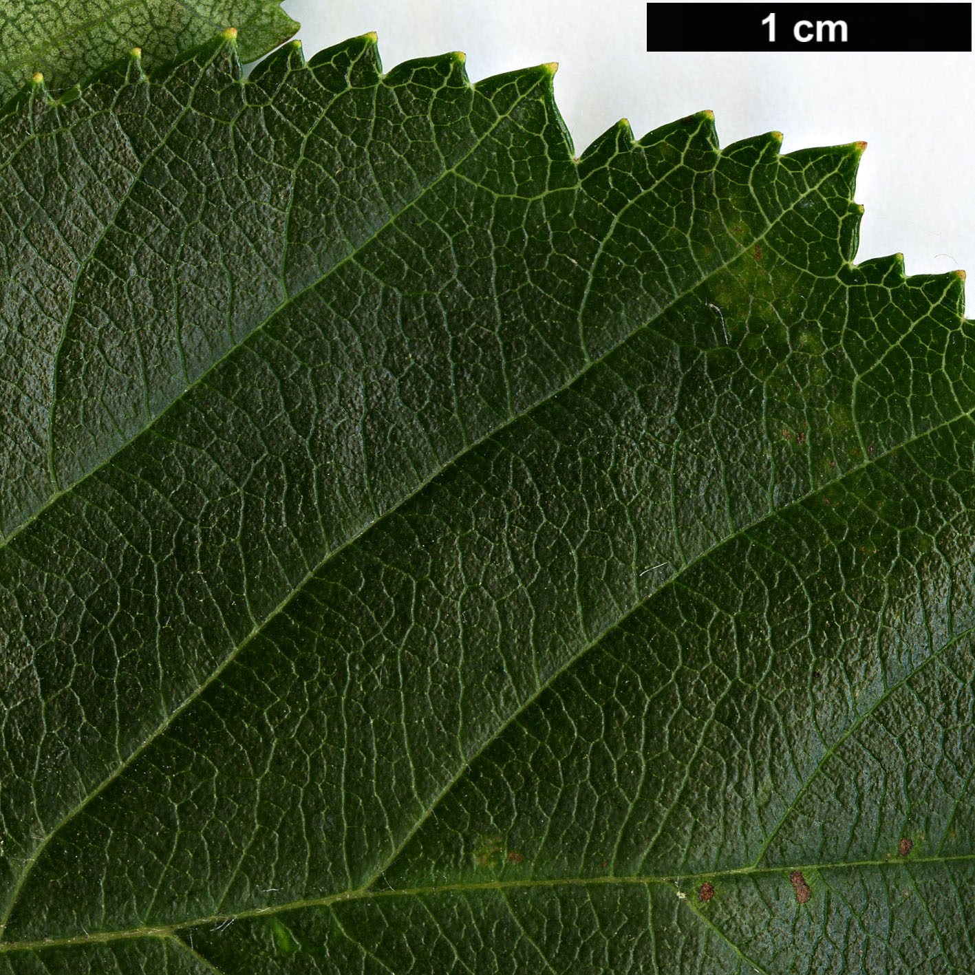 High resolution image: Family: Rosaceae - Genus: Crataegus - Taxon: pruinosa