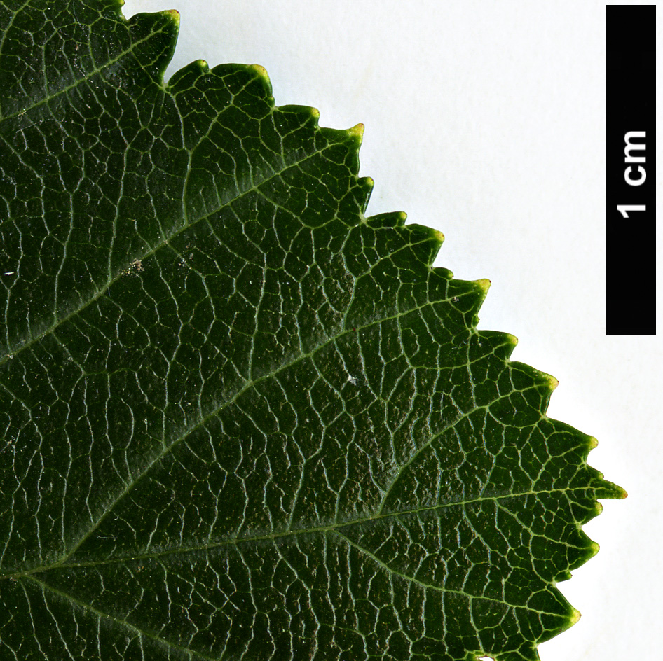 High resolution image: Family: Rosaceae - Genus: Crataegus - Taxon: pruinosa