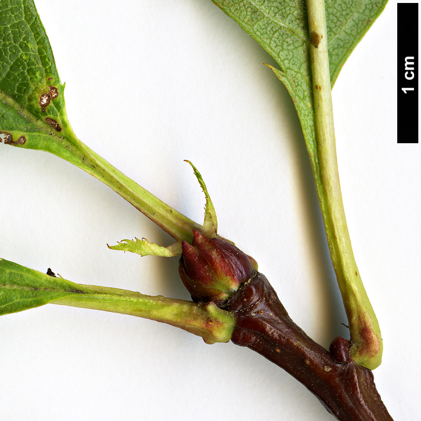 High resolution image: Family: Rosaceae - Genus: Crataegus - Taxon: pseudogracilis