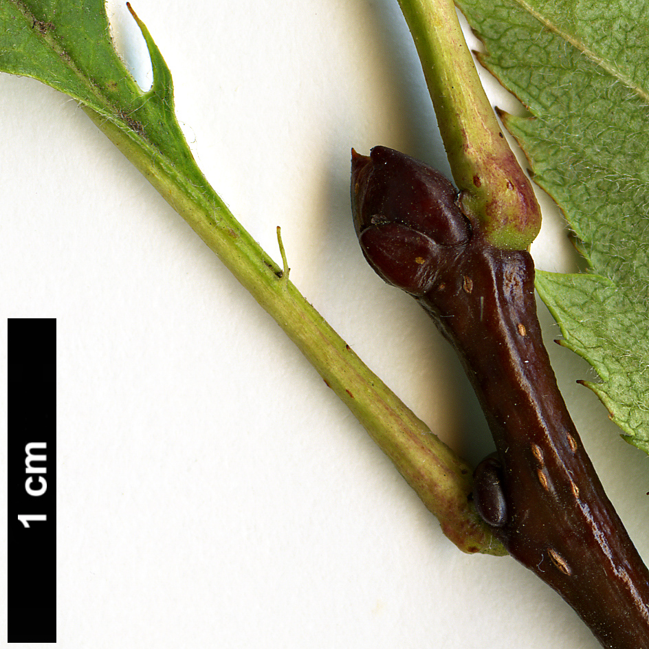 High resolution image: Family: Rosaceae - Genus: Crataegus - Taxon: pseudogracilis