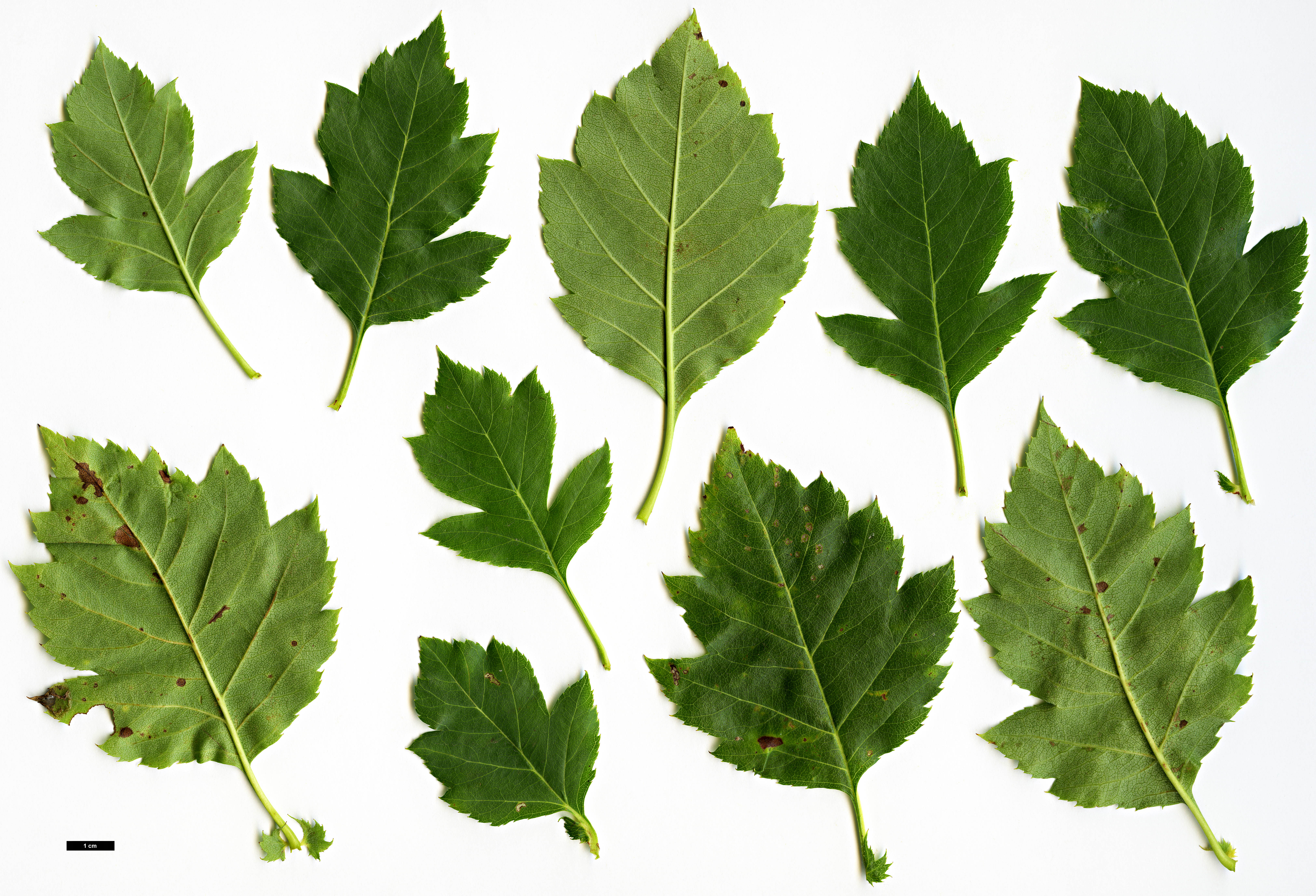High resolution image: Family: Rosaceae - Genus: Crataegus - Taxon: remotiloba