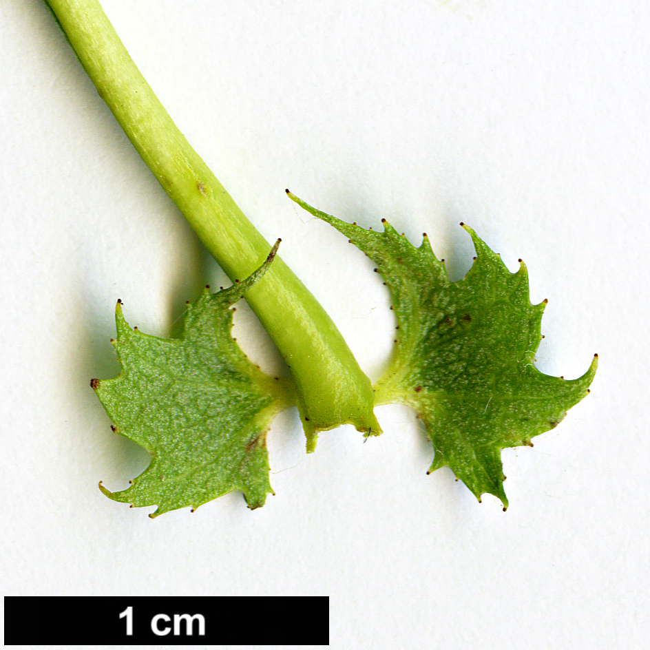 High resolution image: Family: Rosaceae - Genus: Crataegus - Taxon: remotiloba