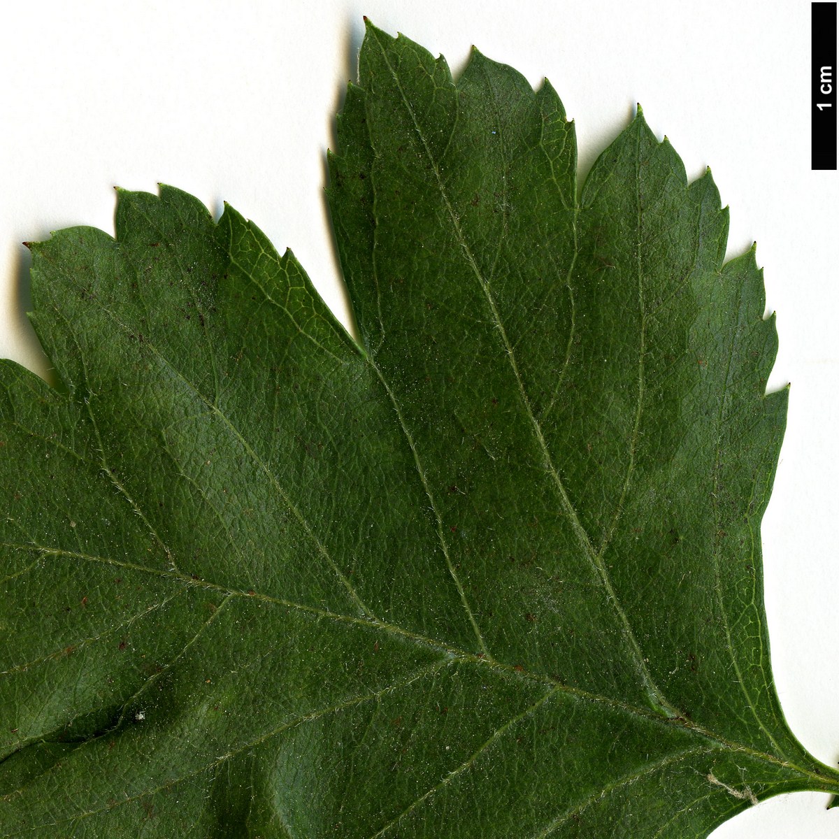 High resolution image: Family: Rosaceae - Genus: Crataegus - Taxon: rhipidophylla