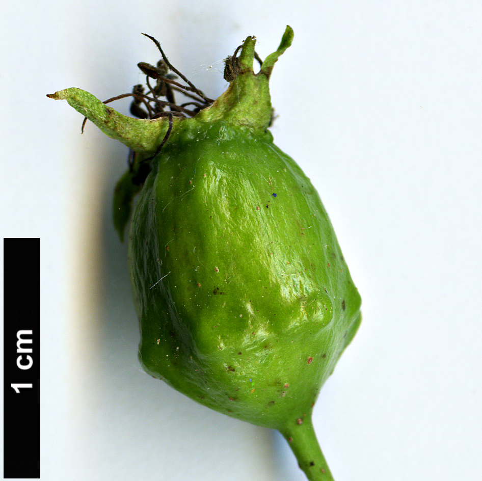 High resolution image: Family: Rosaceae - Genus: Crataegus - Taxon: rhipidophylla
