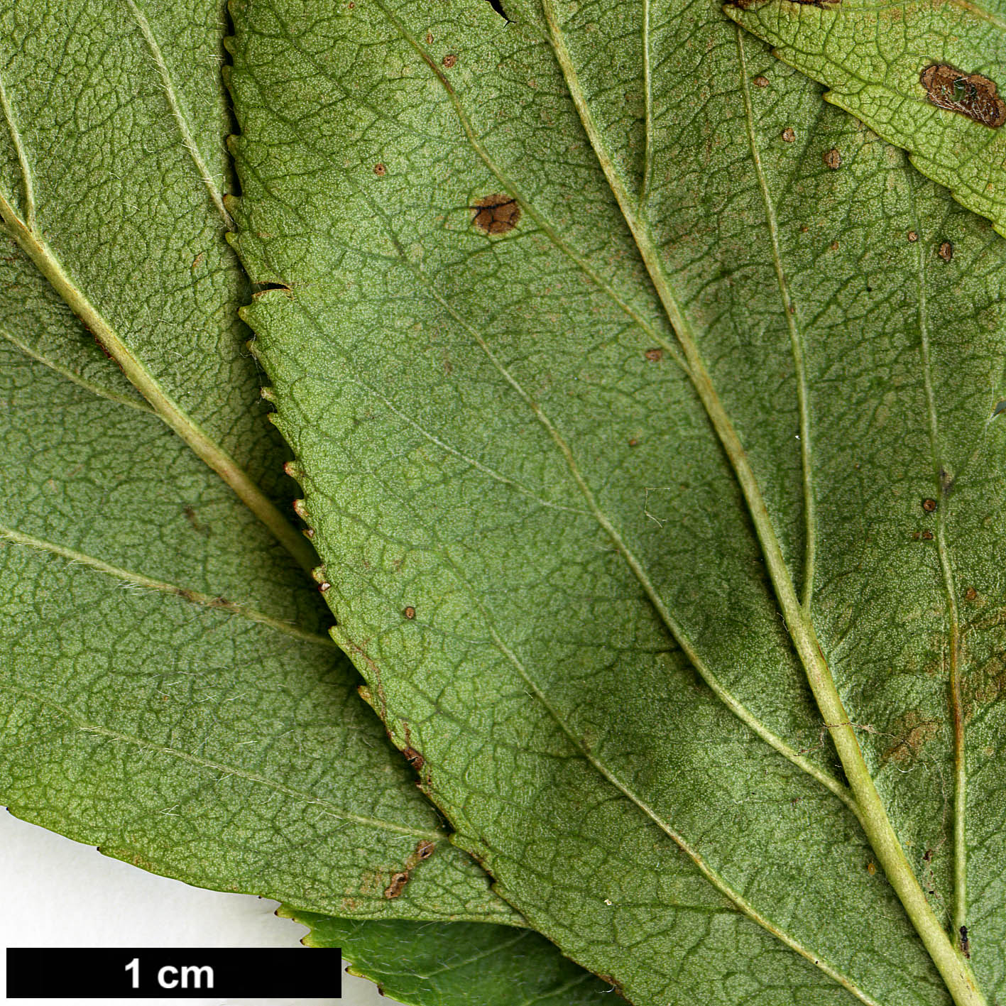 High resolution image: Family: Rosaceae - Genus: Crataegus - Taxon: rivularis