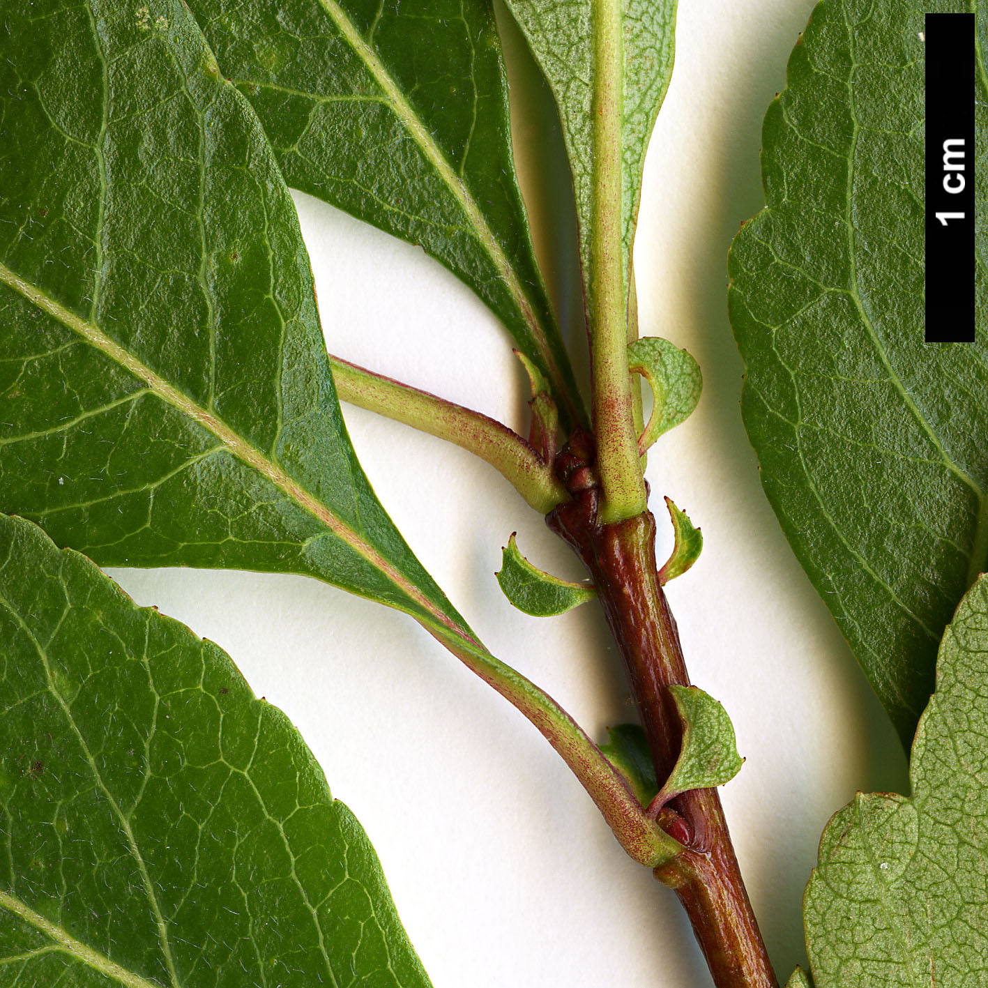 High resolution image: Family: Rosaceae - Genus: Crataegus - Taxon: saligna
