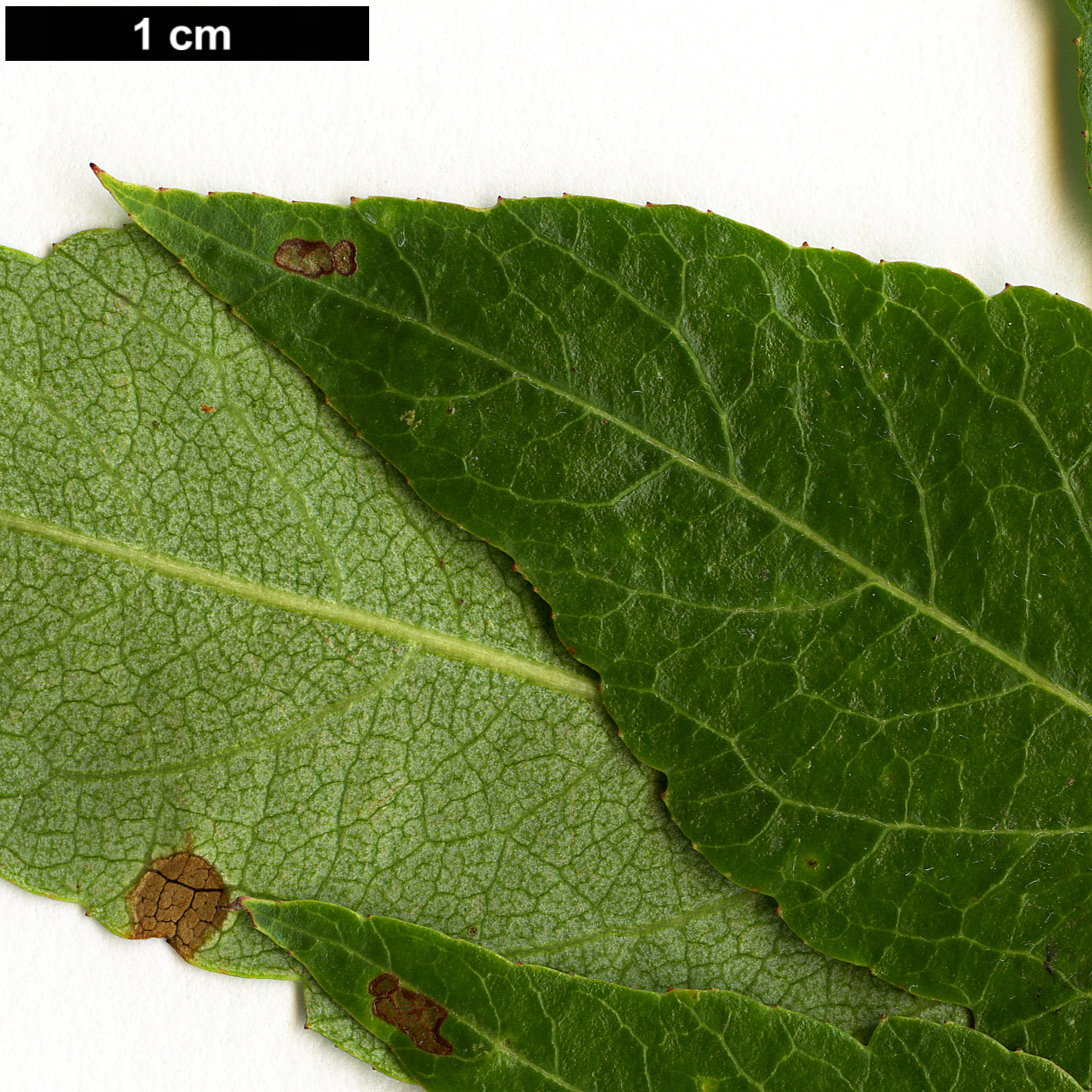 High resolution image: Family: Rosaceae - Genus: Crataegus - Taxon: saligna