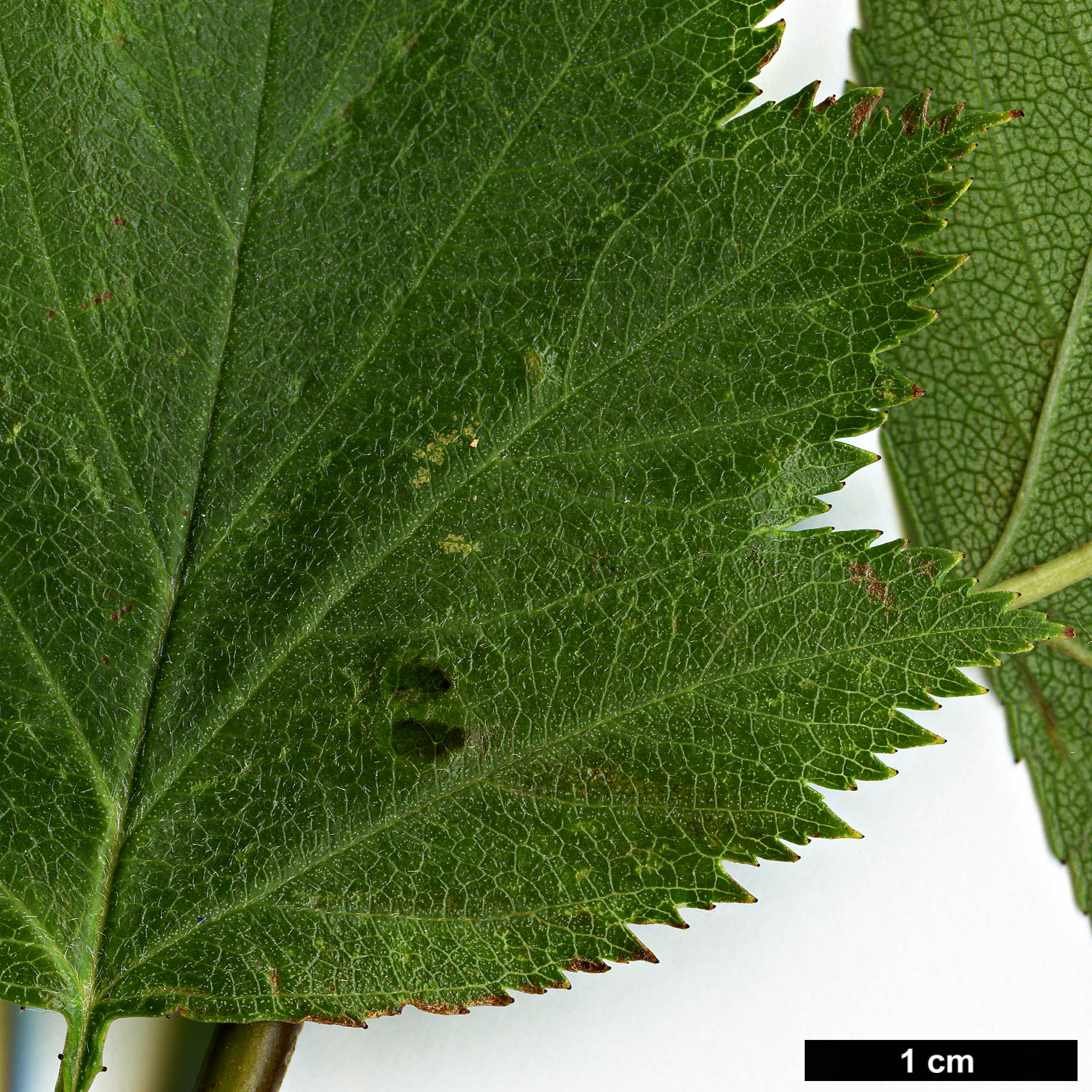 High resolution image: Family: Rosaceae - Genus: Crataegus - Taxon: sanguinea