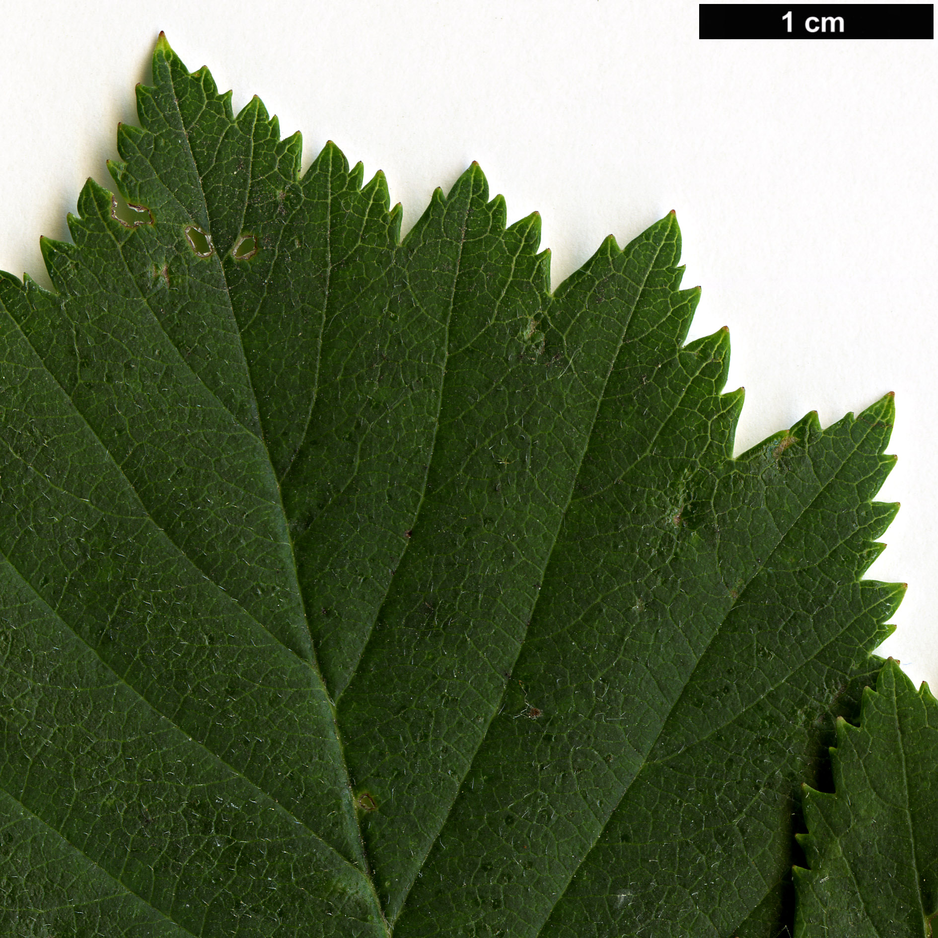 High resolution image: Family: Rosaceae - Genus: Crataegus - Taxon: scabrida