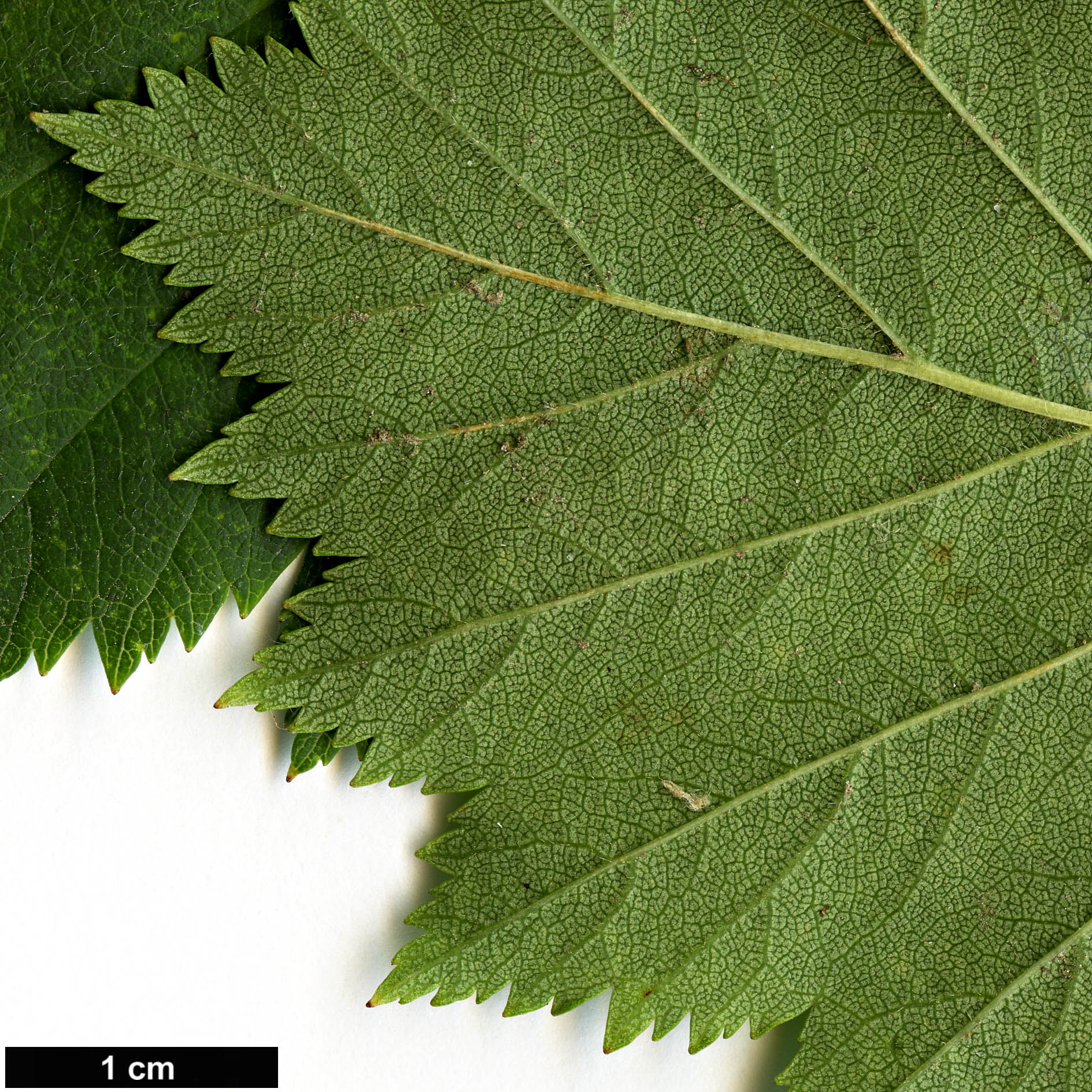 High resolution image: Family: Rosaceae - Genus: Crataegus - Taxon: scabrida