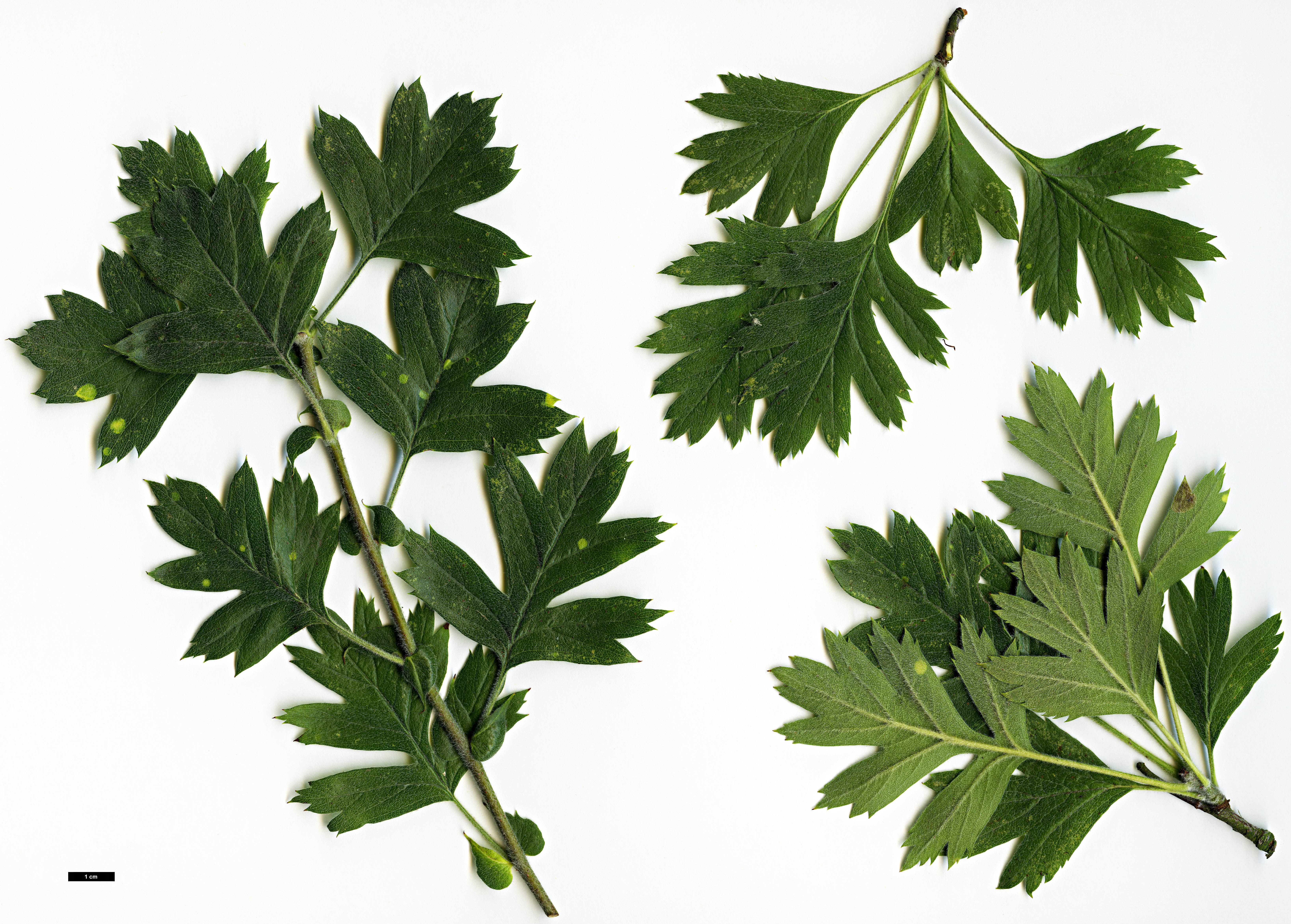 High resolution image: Family: Rosaceae - Genus: Crataegus - Taxon: schraederiana