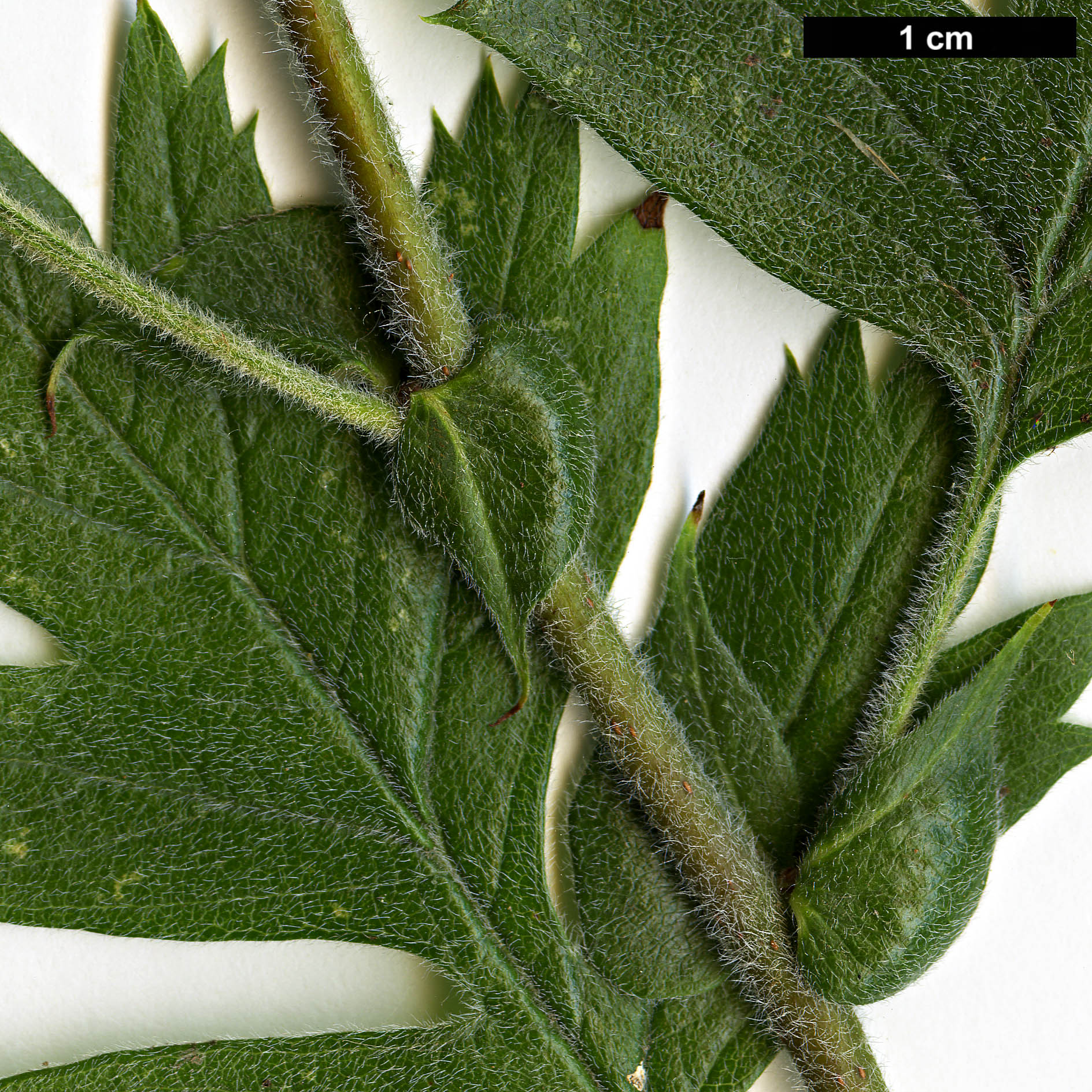 High resolution image: Family: Rosaceae - Genus: Crataegus - Taxon: schraederiana