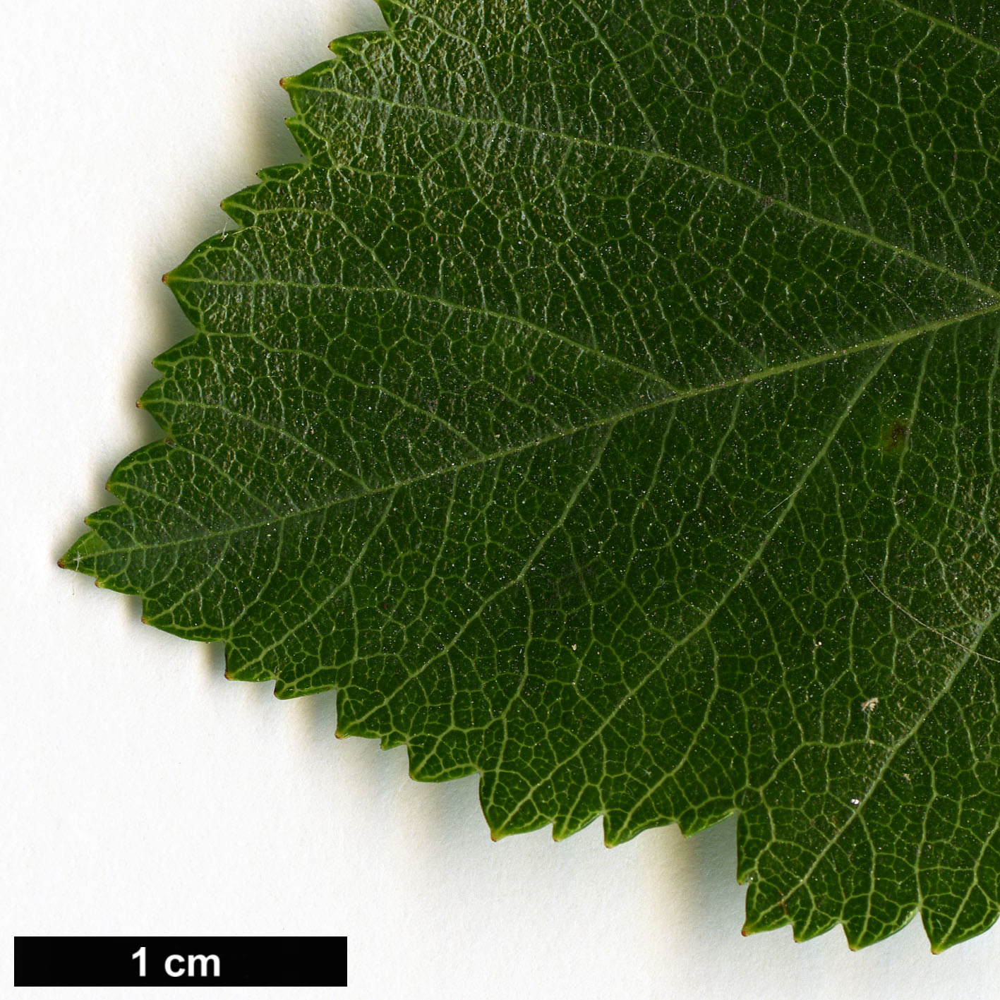 High resolution image: Family: Rosaceae - Genus: Crataegus - Taxon: schuettei