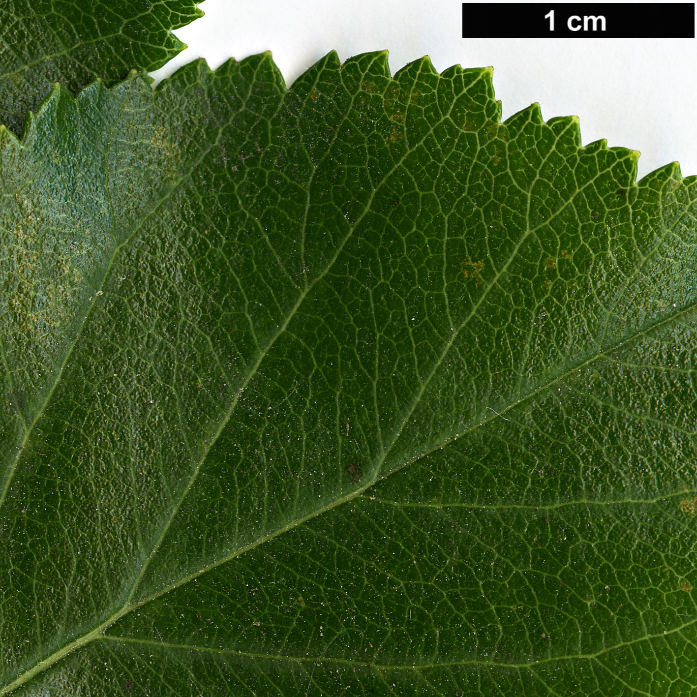 High resolution image: Family: Rosaceae - Genus: Crataegus - Taxon: schuettei