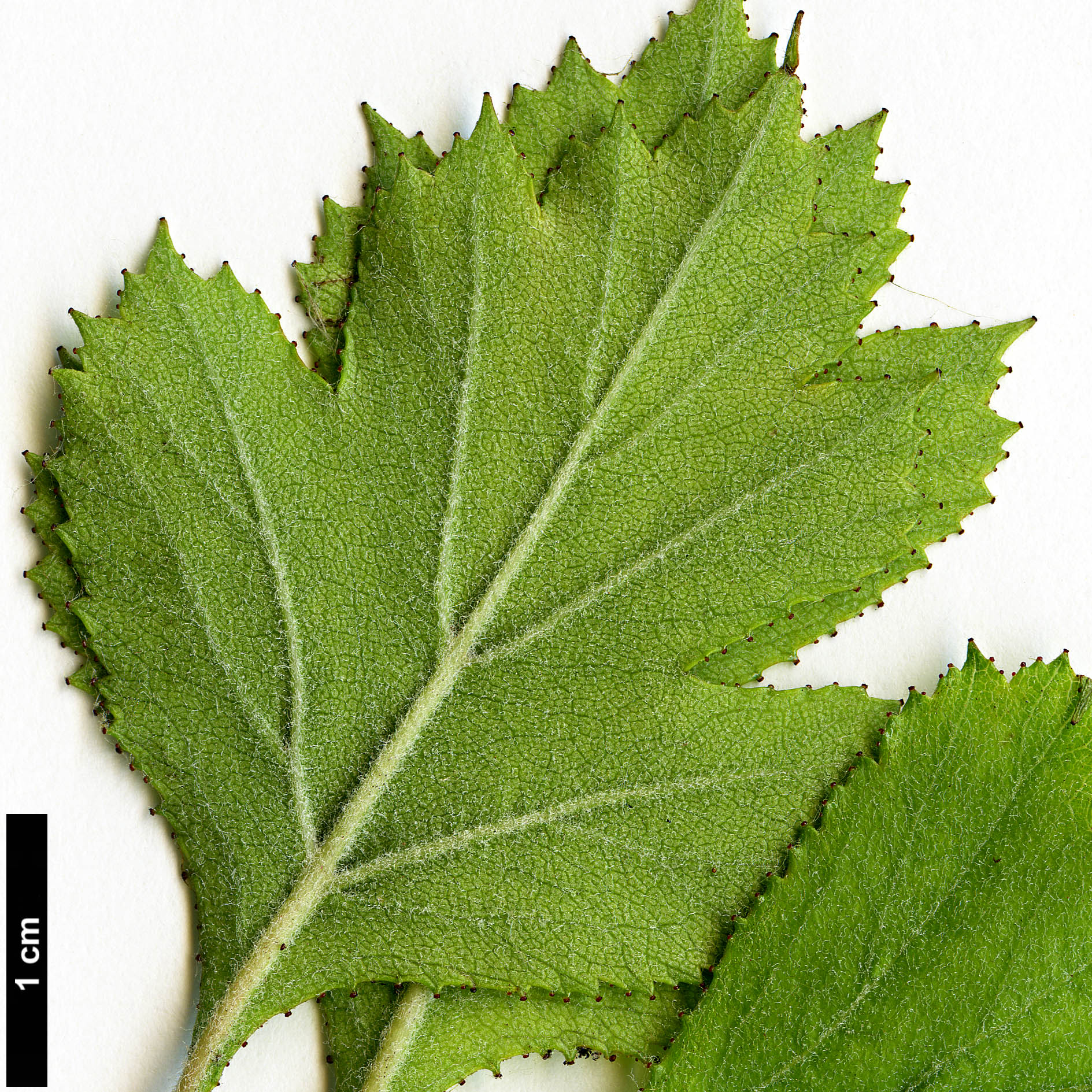 High resolution image: Family: Rosaceae - Genus: Crataegus - Taxon: senta