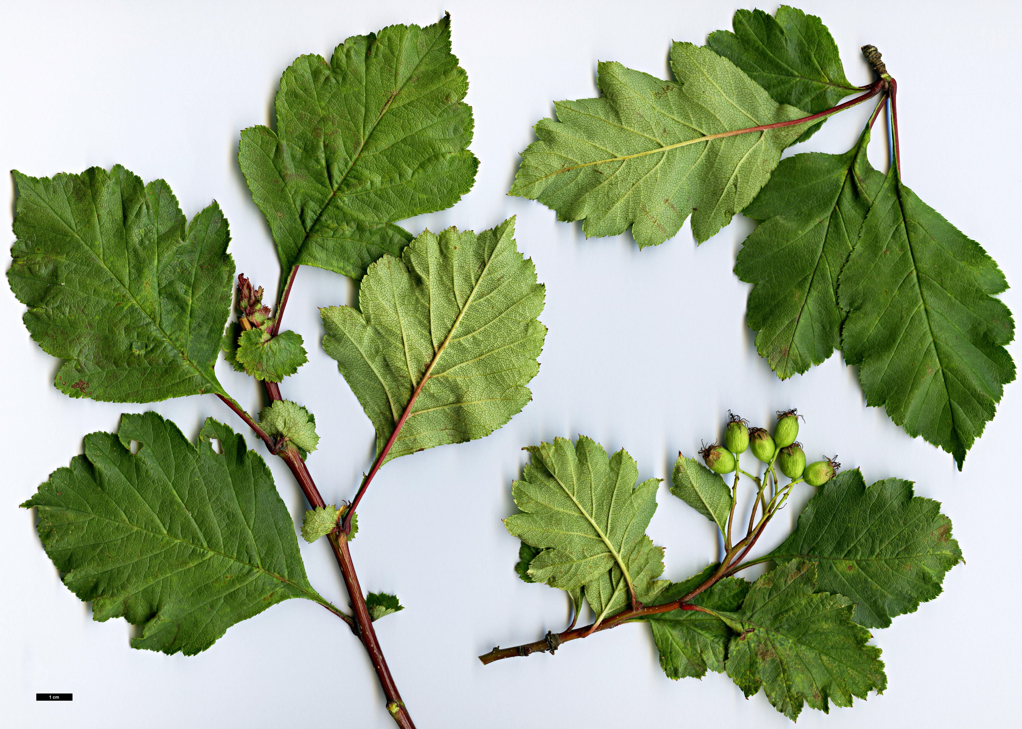 High resolution image: Family: Rosaceae - Genus: Crataegus - Taxon: sheridana