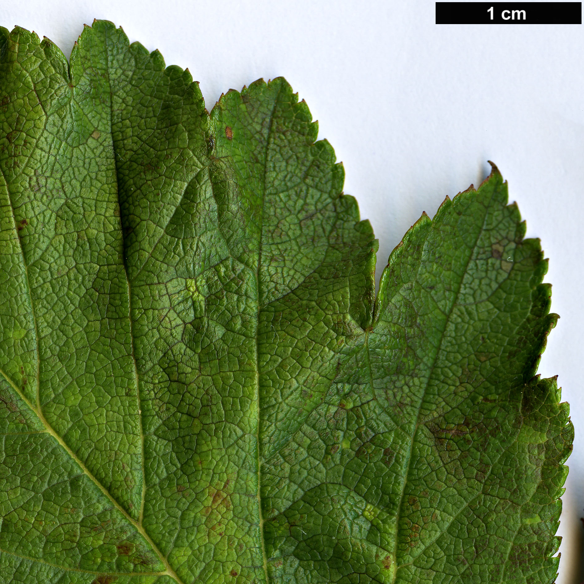 High resolution image: Family: Rosaceae - Genus: Crataegus - Taxon: sheridana