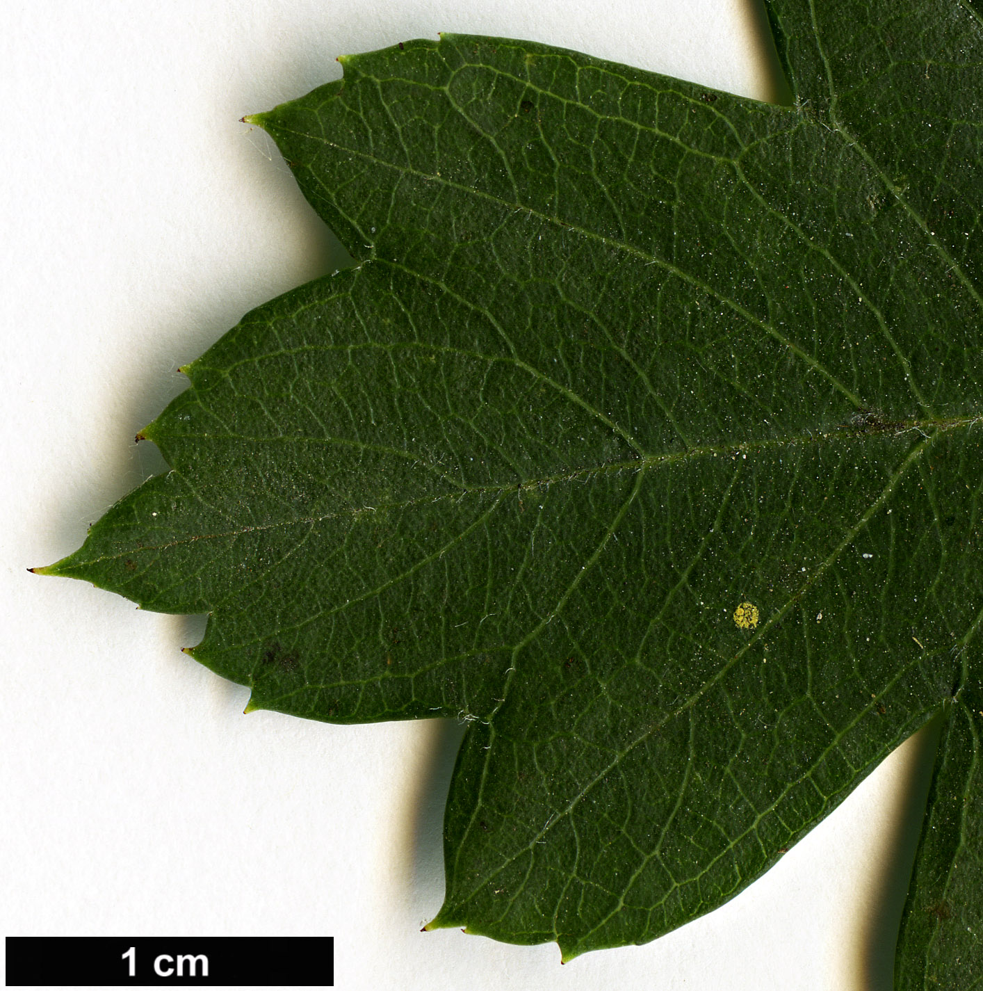 High resolution image: Family: Rosaceae - Genus: Crataegus - Taxon: sinuata