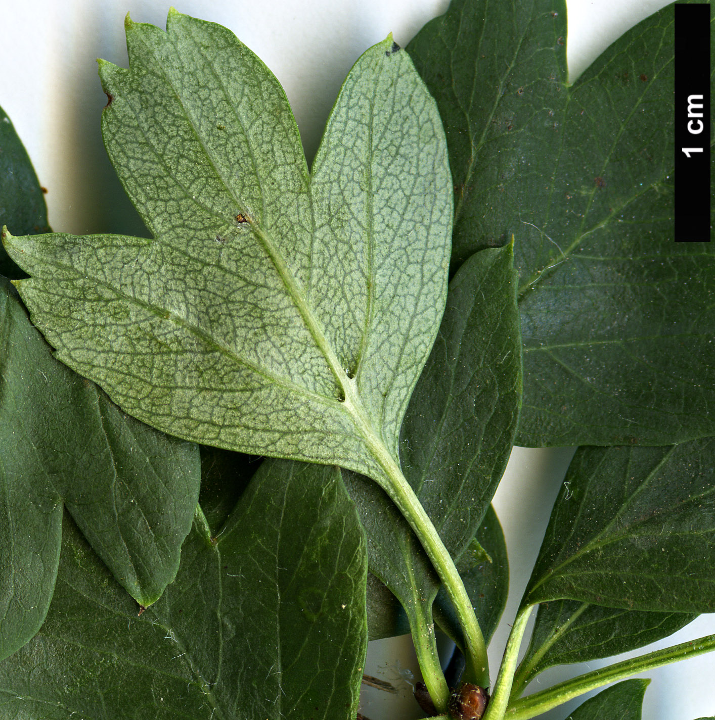 High resolution image: Family: Rosaceae - Genus: Crataegus - Taxon: sinuata