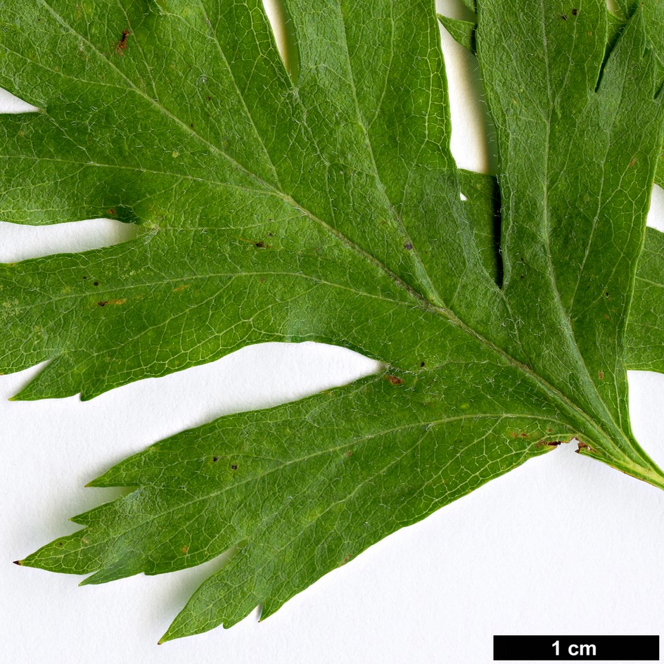 High resolution image: Family: Rosaceae - Genus: Crataegus - Taxon: songarica