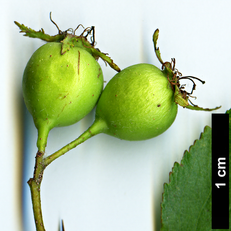 High resolution image: Family: Rosaceae - Genus: Crataegus - Taxon: sororia