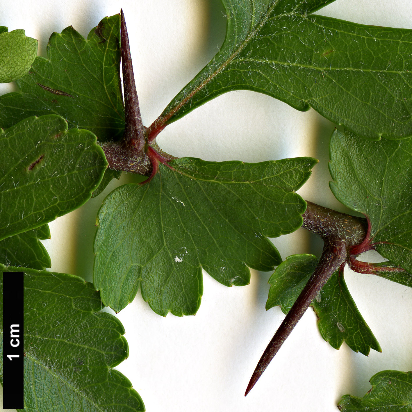 High resolution image: Family: Rosaceae - Genus: Crataegus - Taxon: spathulata