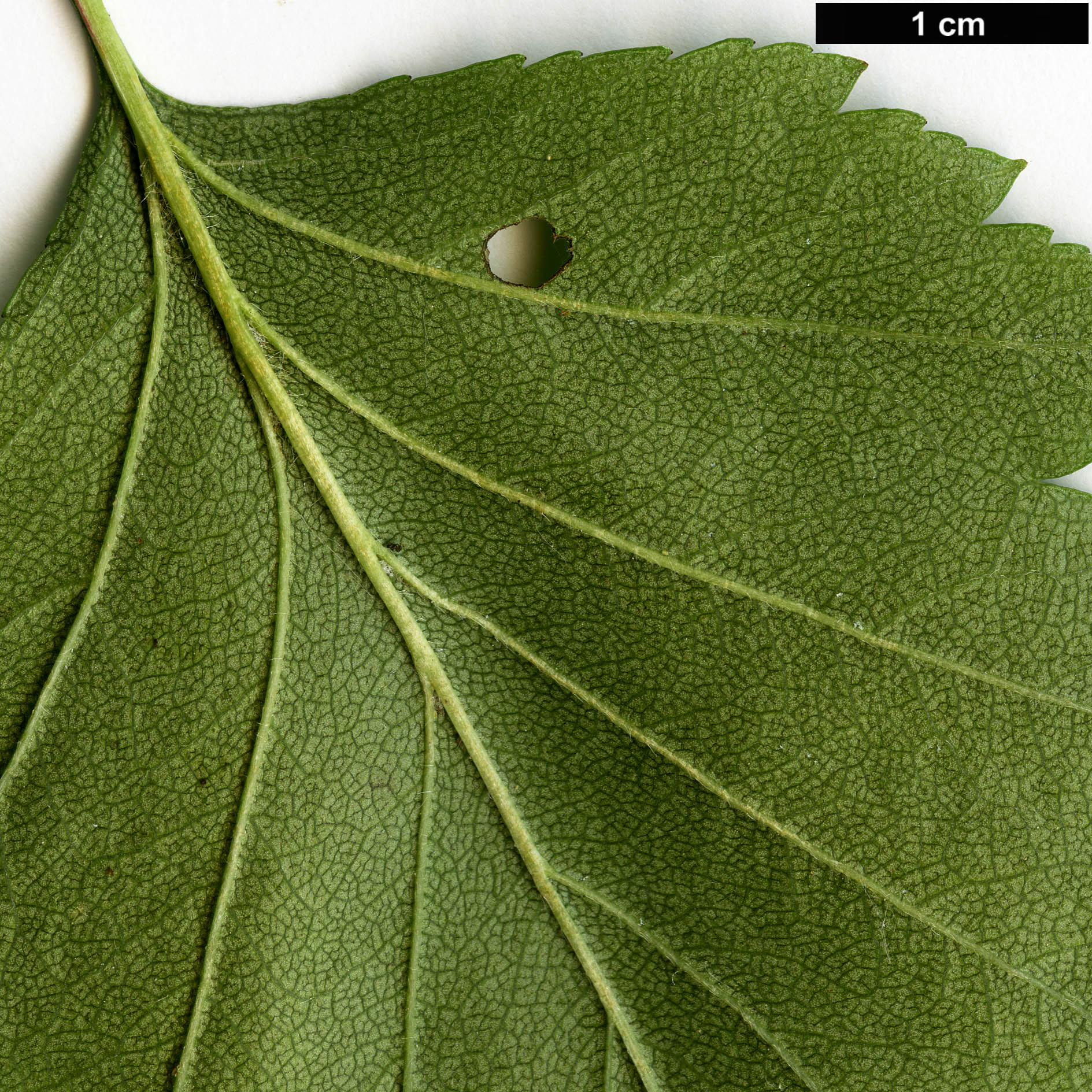 High resolution image: Family: Rosaceae - Genus: Crataegus - Taxon: subrotundifolia