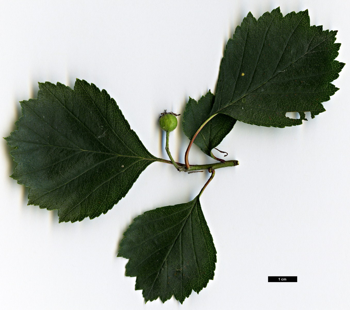 High resolution image: Family: Rosaceae - Genus: Crataegus - Taxon: subrotundifolia