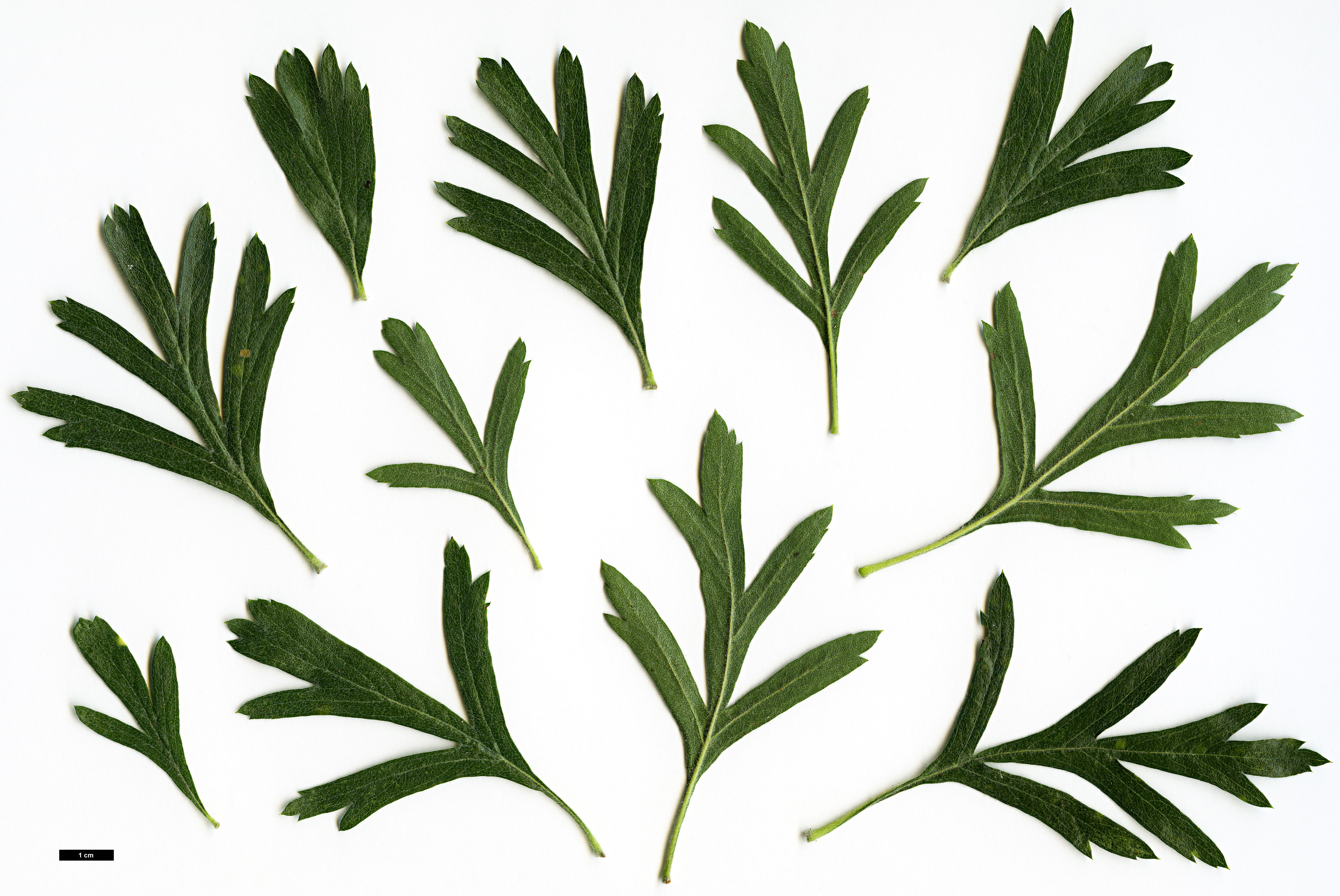 High resolution image: Family: Rosaceae - Genus: Crataegus - Taxon: tanacetifolia - SpeciesSub: 'Konya'