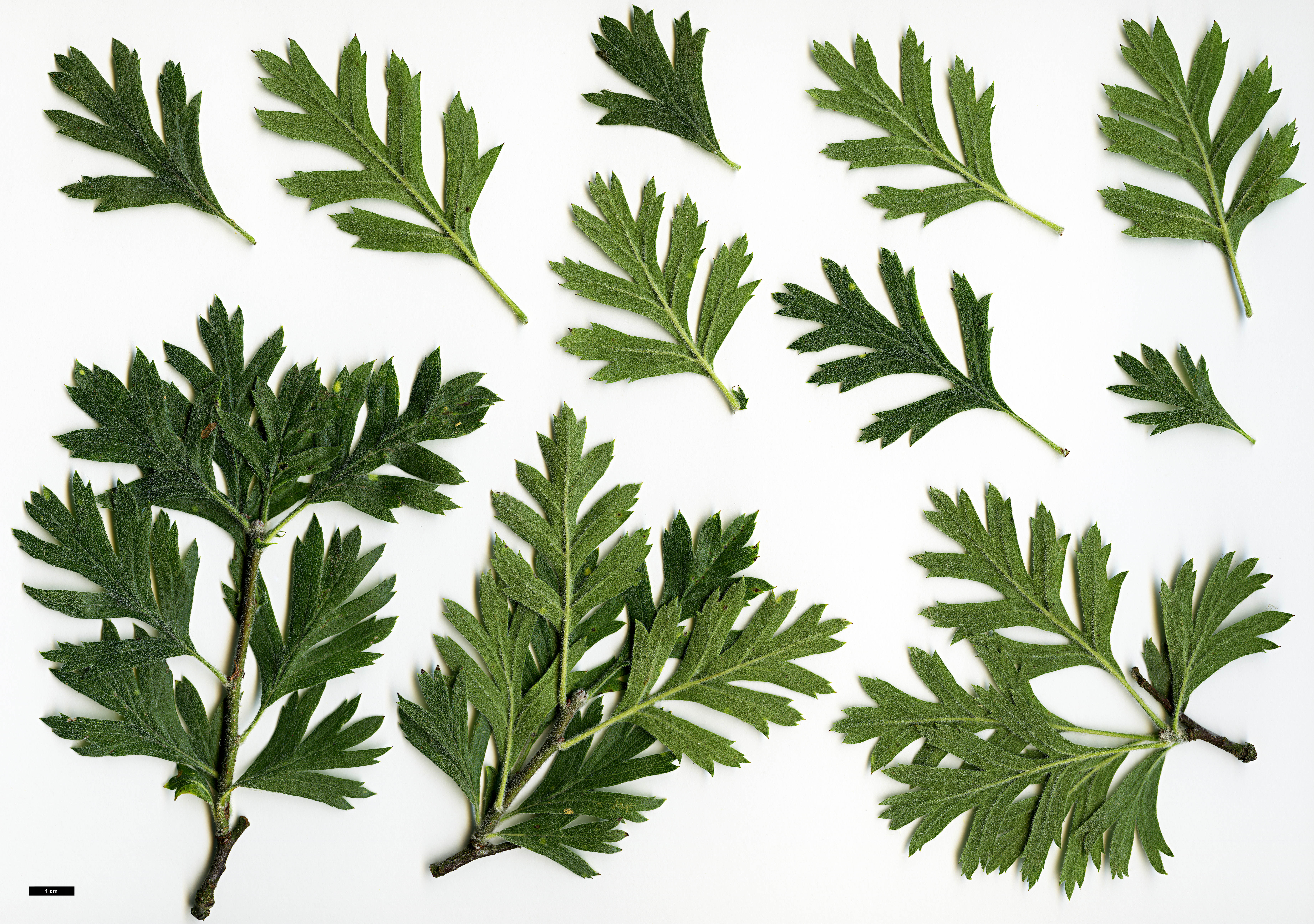 High resolution image: Family: Rosaceae - Genus: Crataegus - Taxon: tanacetifolia