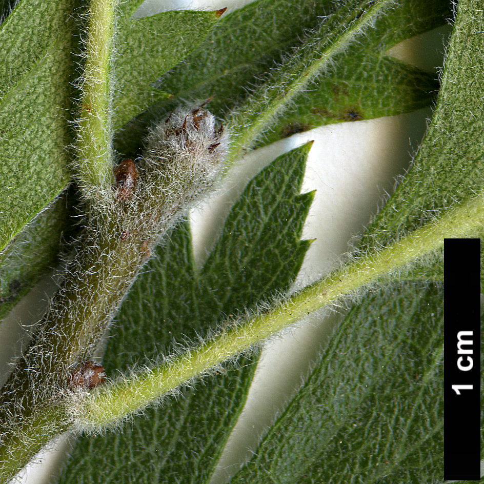 High resolution image: Family: Rosaceae - Genus: Crataegus - Taxon: tanacetifolia