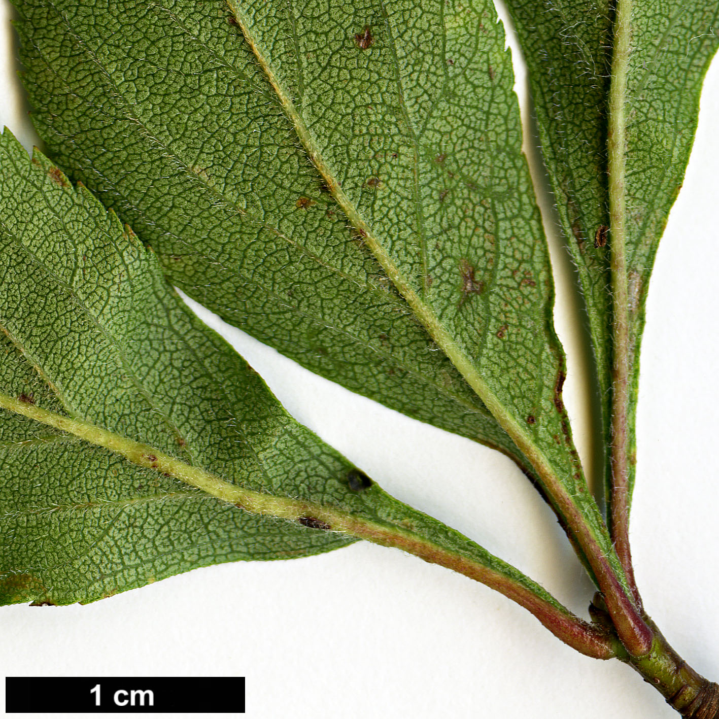 High resolution image: Family: Rosaceae - Genus: Crataegus - Taxon: tracyi