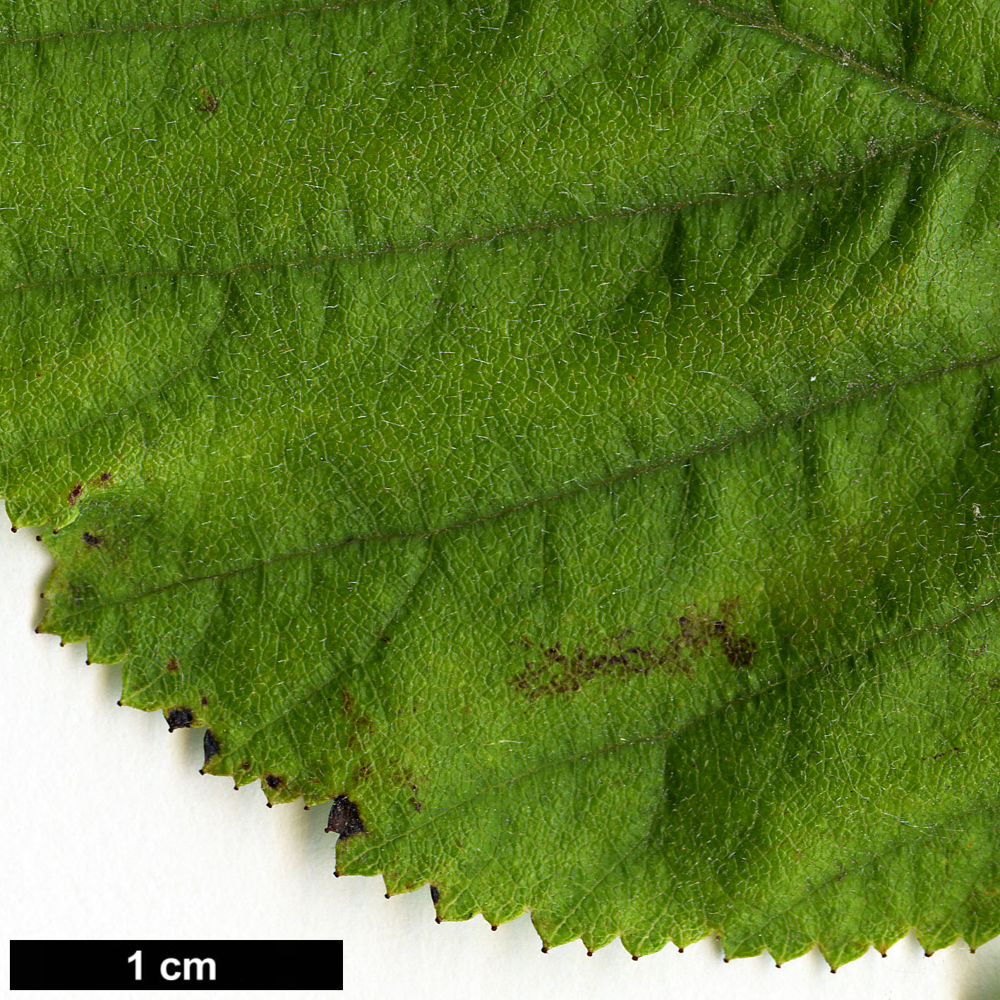 High resolution image: Family: Rosaceae - Genus: Crataegus - Taxon: triflora
