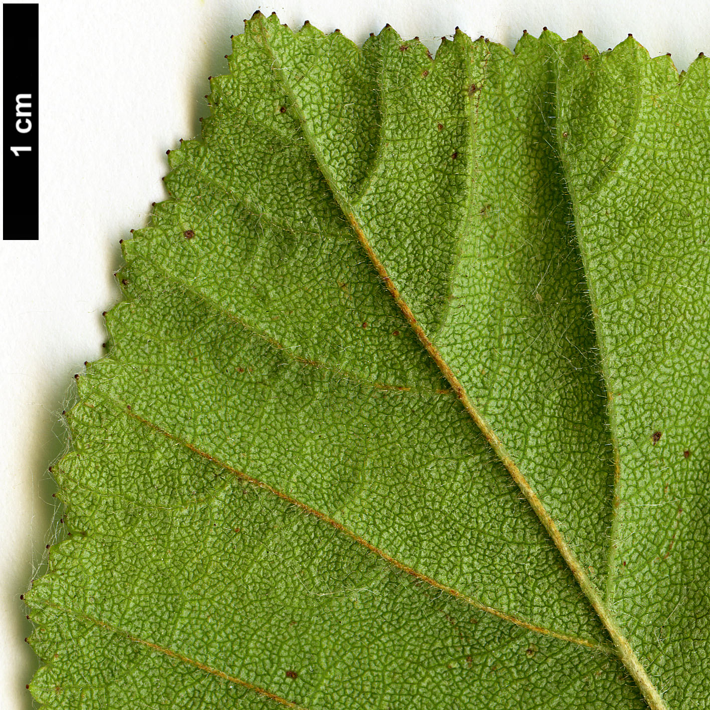 High resolution image: Family: Rosaceae - Genus: Crataegus - Taxon: triflora