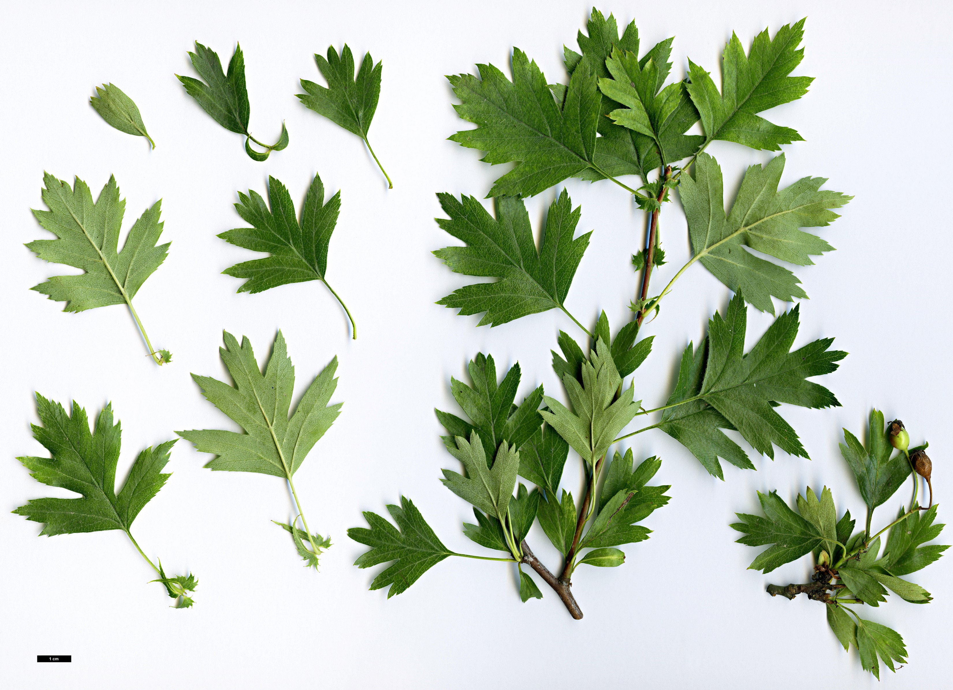 High resolution image: Family: Rosaceae - Genus: Crataegus - Taxon: turkestanica