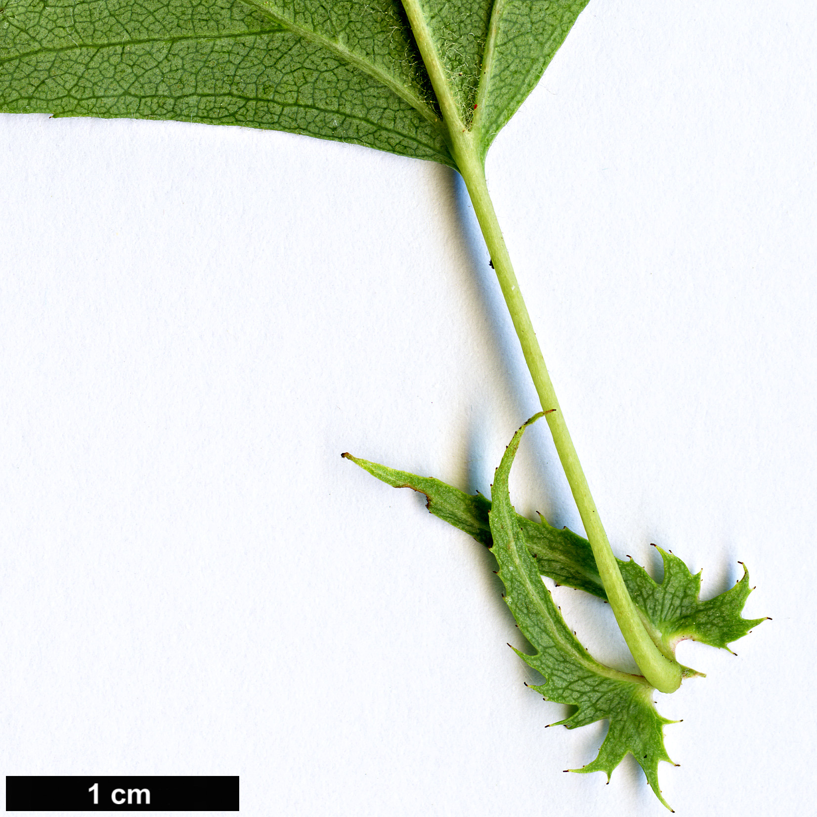 High resolution image: Family: Rosaceae - Genus: Crataegus - Taxon: turkestanica
