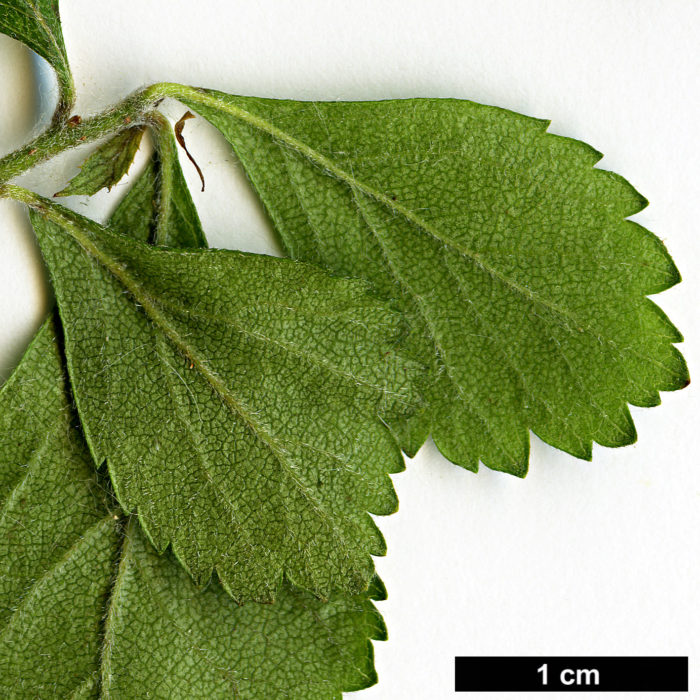 High resolution image: Family: Rosaceae - Genus: Crataegus - Taxon: uniflora