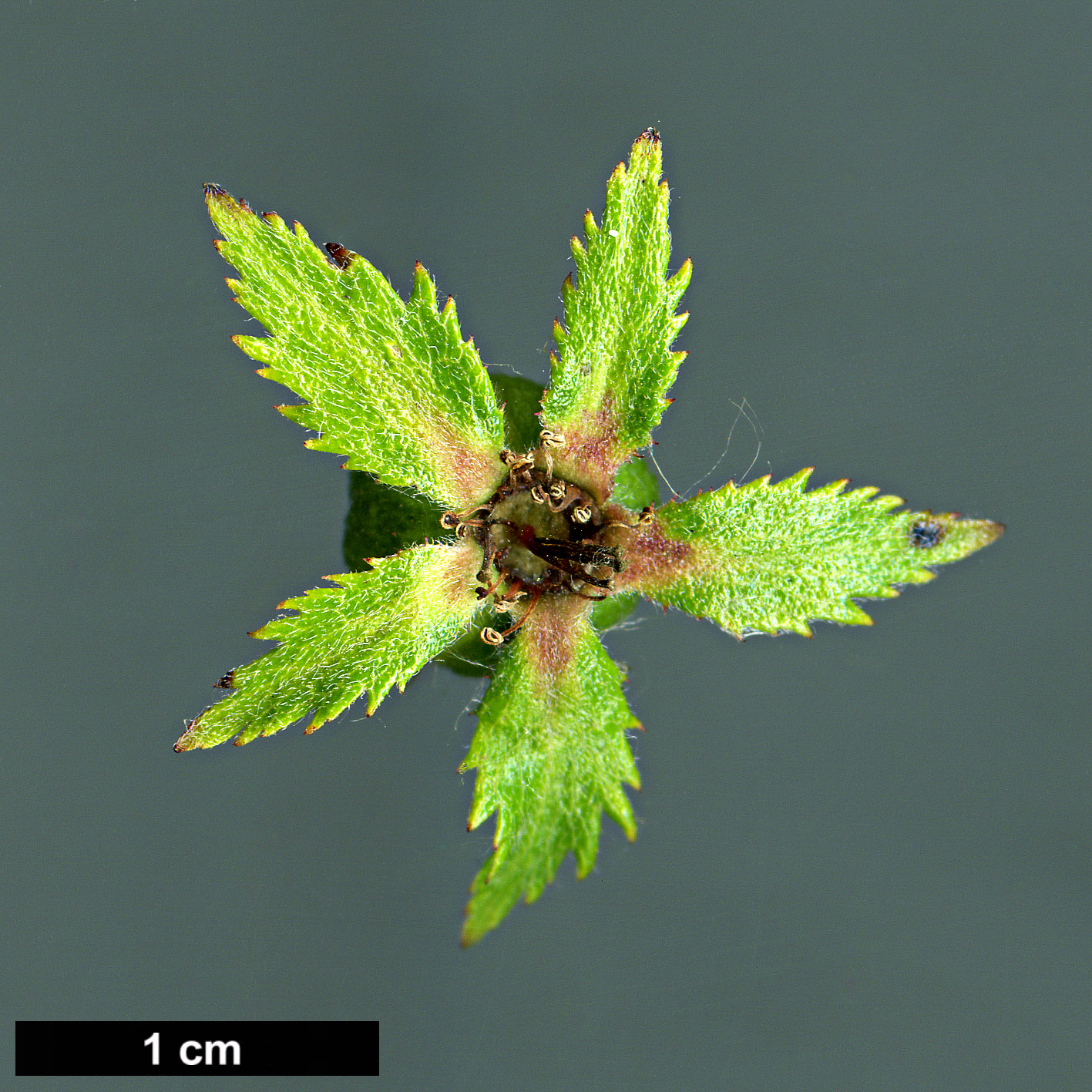 High resolution image: Family: Rosaceae - Genus: Crataegus - Taxon: uniflora