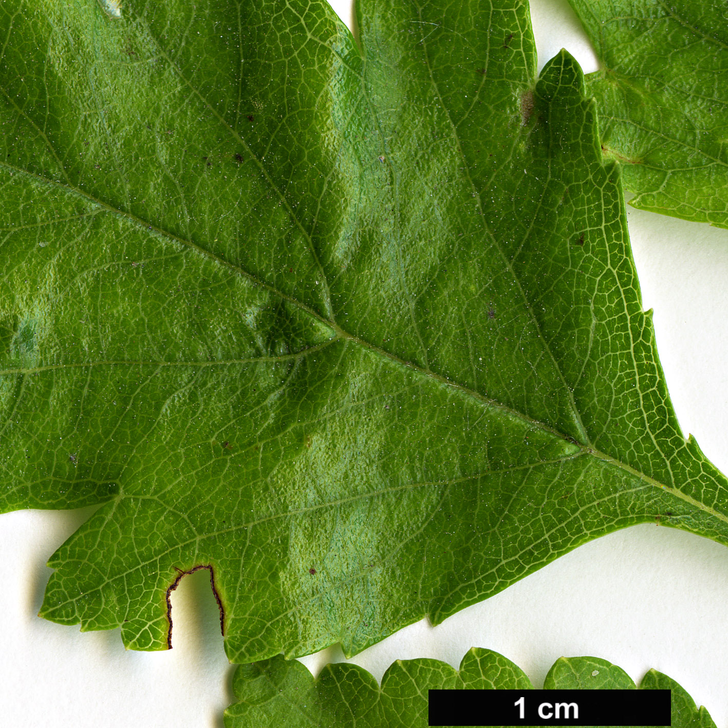 High resolution image: Family: Rosaceae - Genus: Crataegus - Taxon: viridis